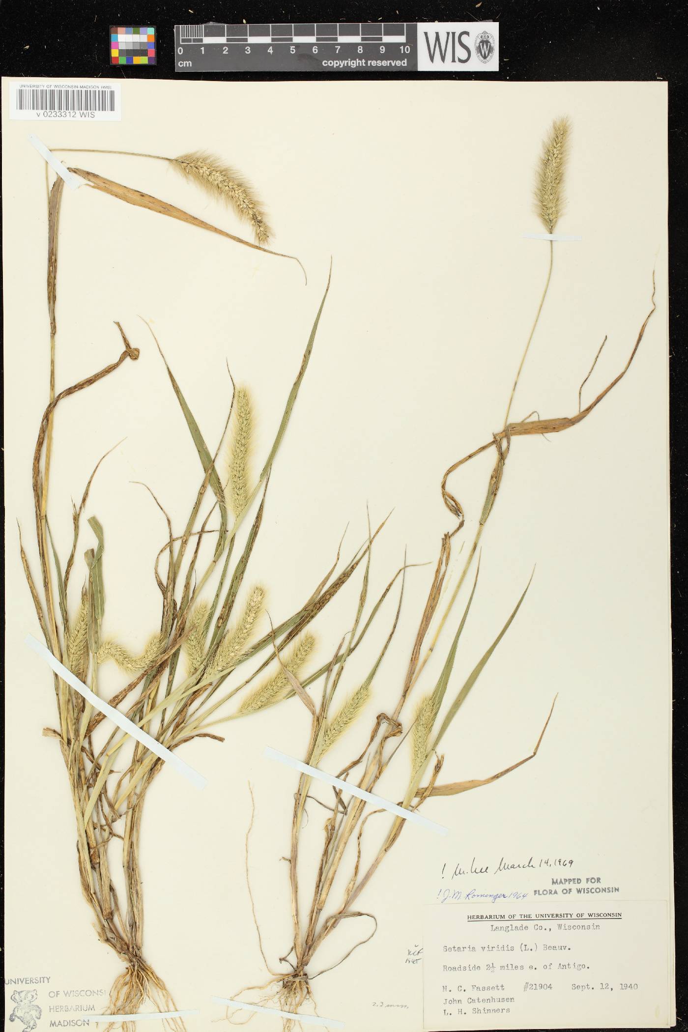 Setaria viridis var. viridis image