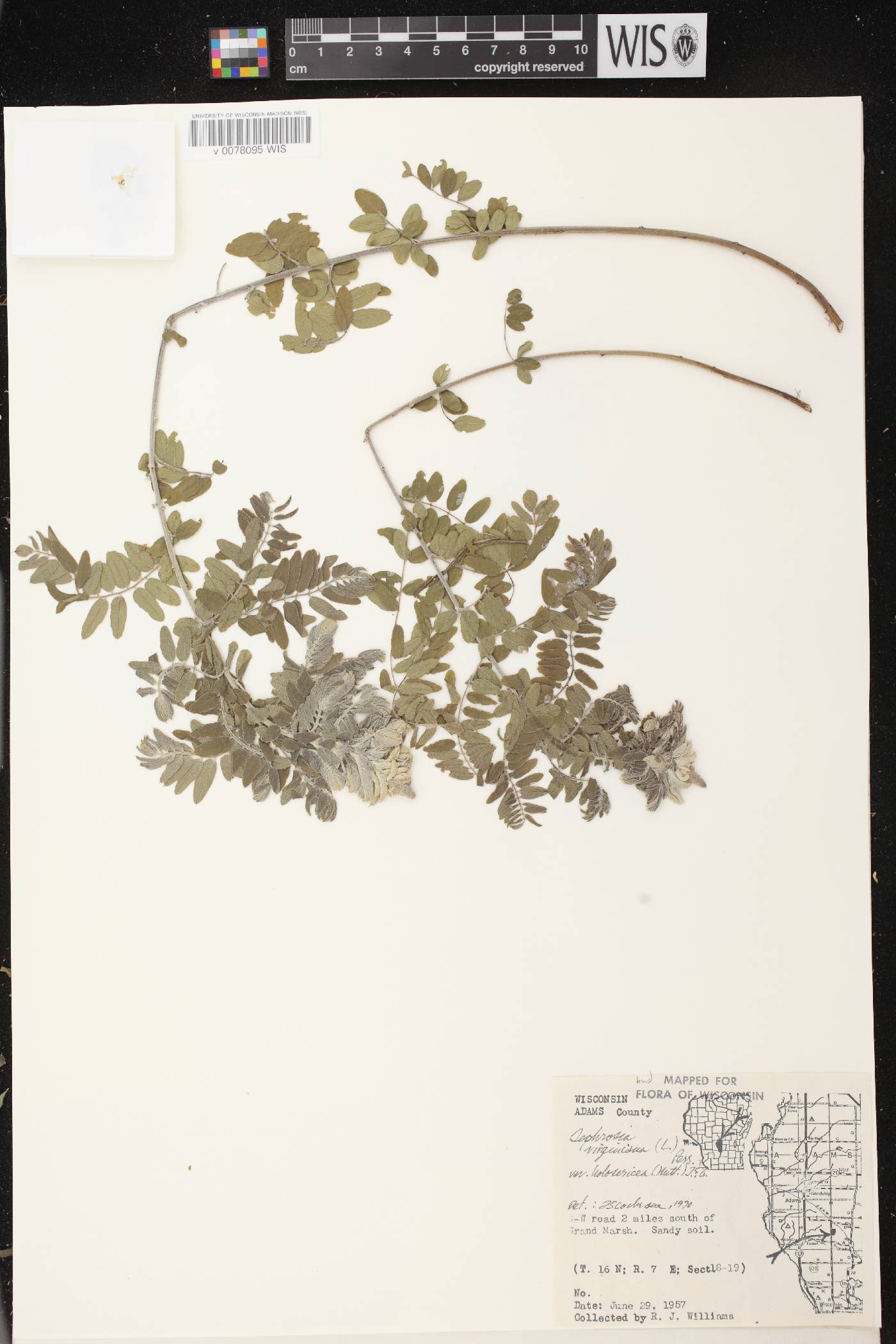 Tephrosia virginiana image