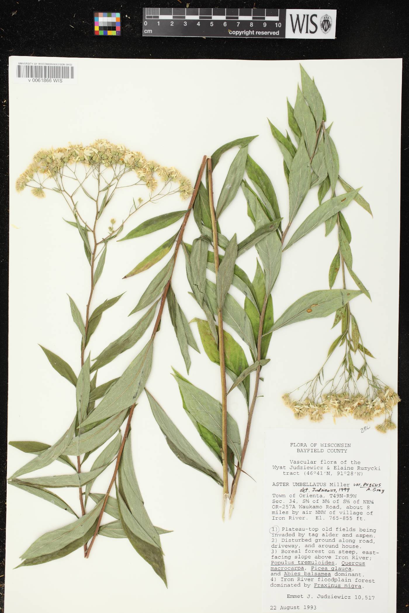 Doellingeria umbellata var. pubens image