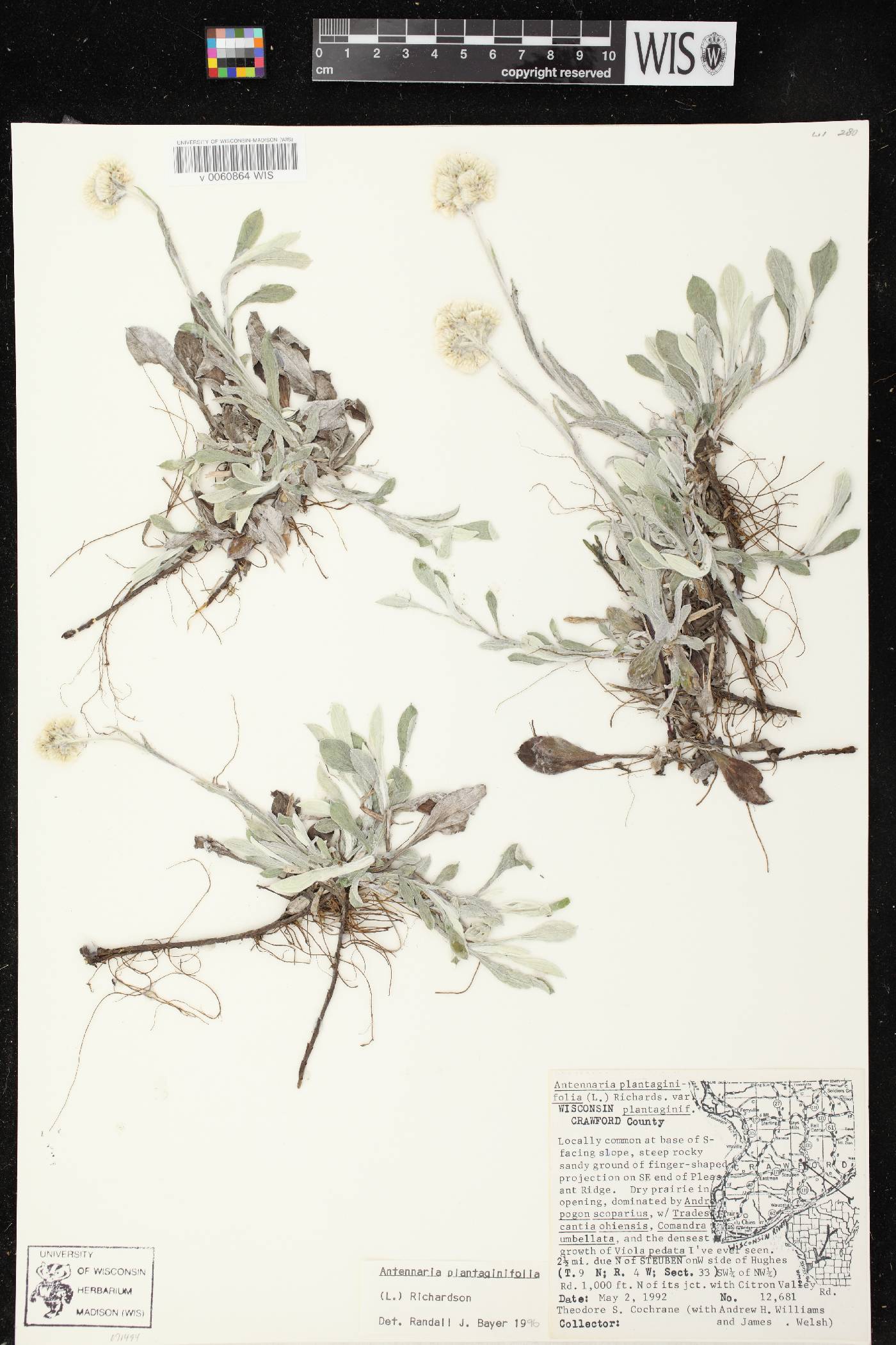 Antennaria plantaginifolia image