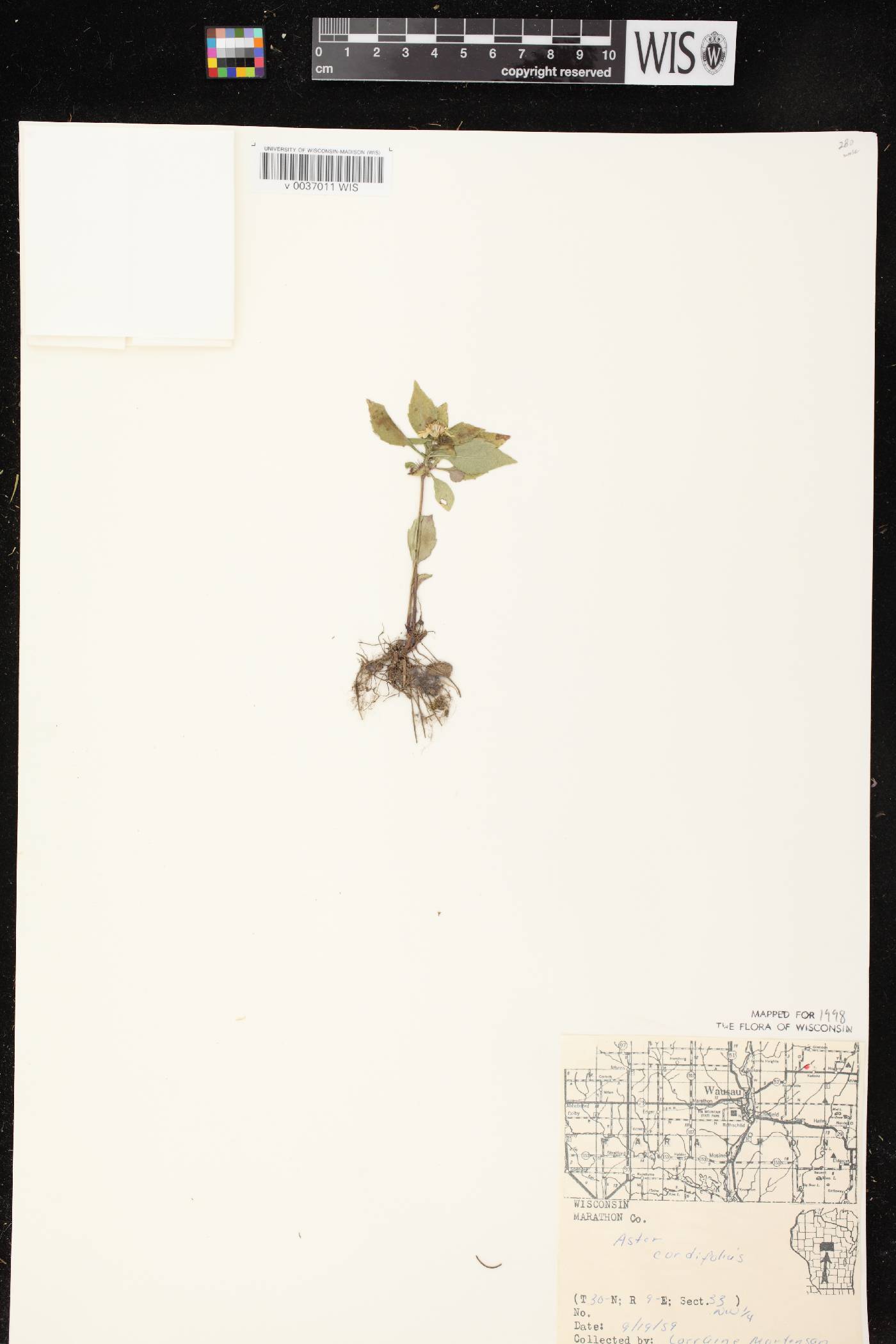 Symphyotrichum cordifolium image