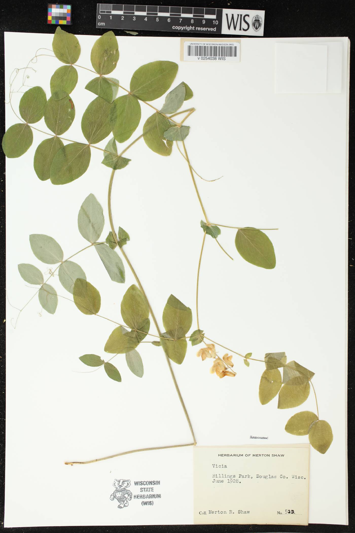Sceptridium multifidum image