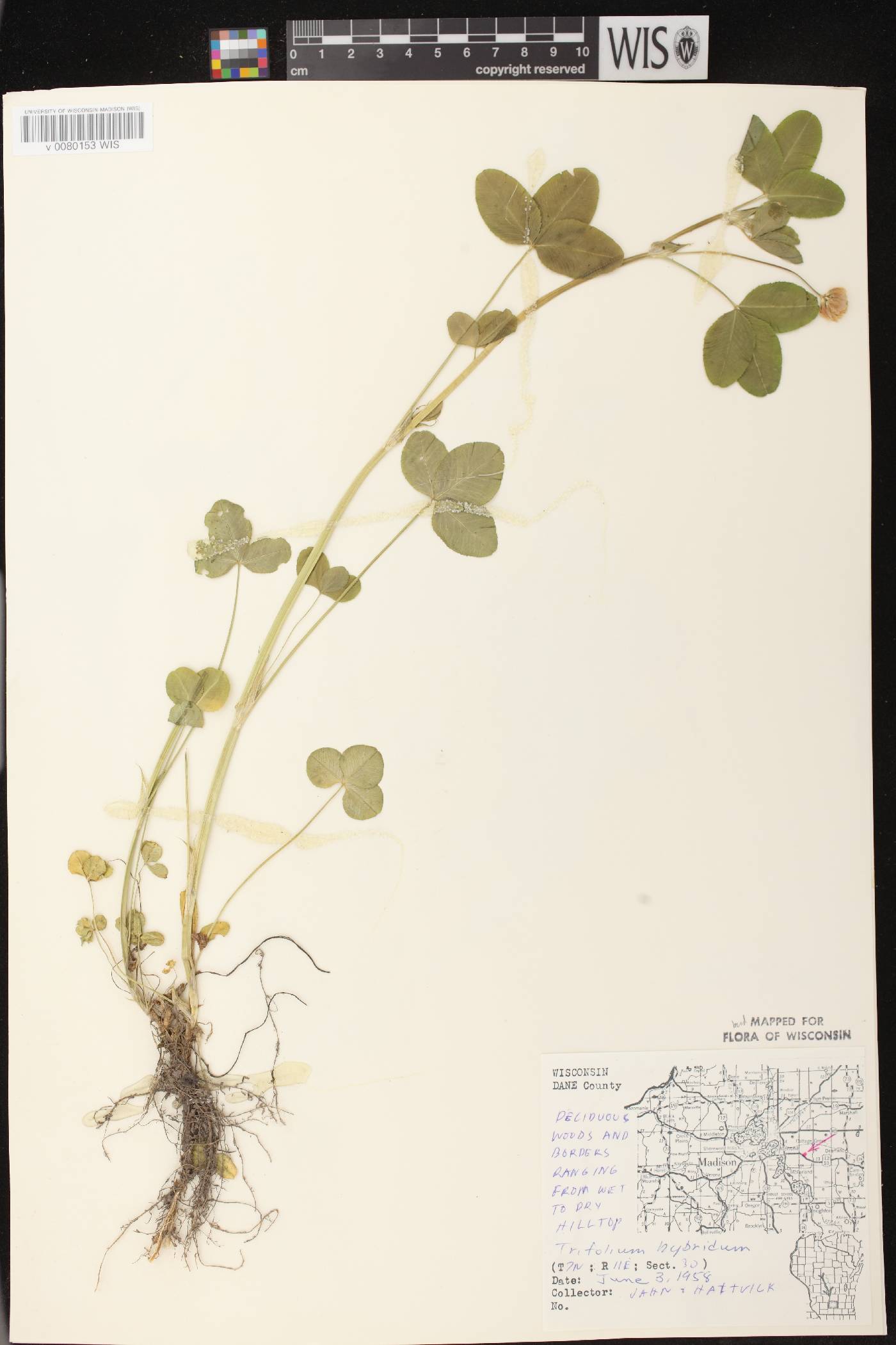 Trifolium hybridum image