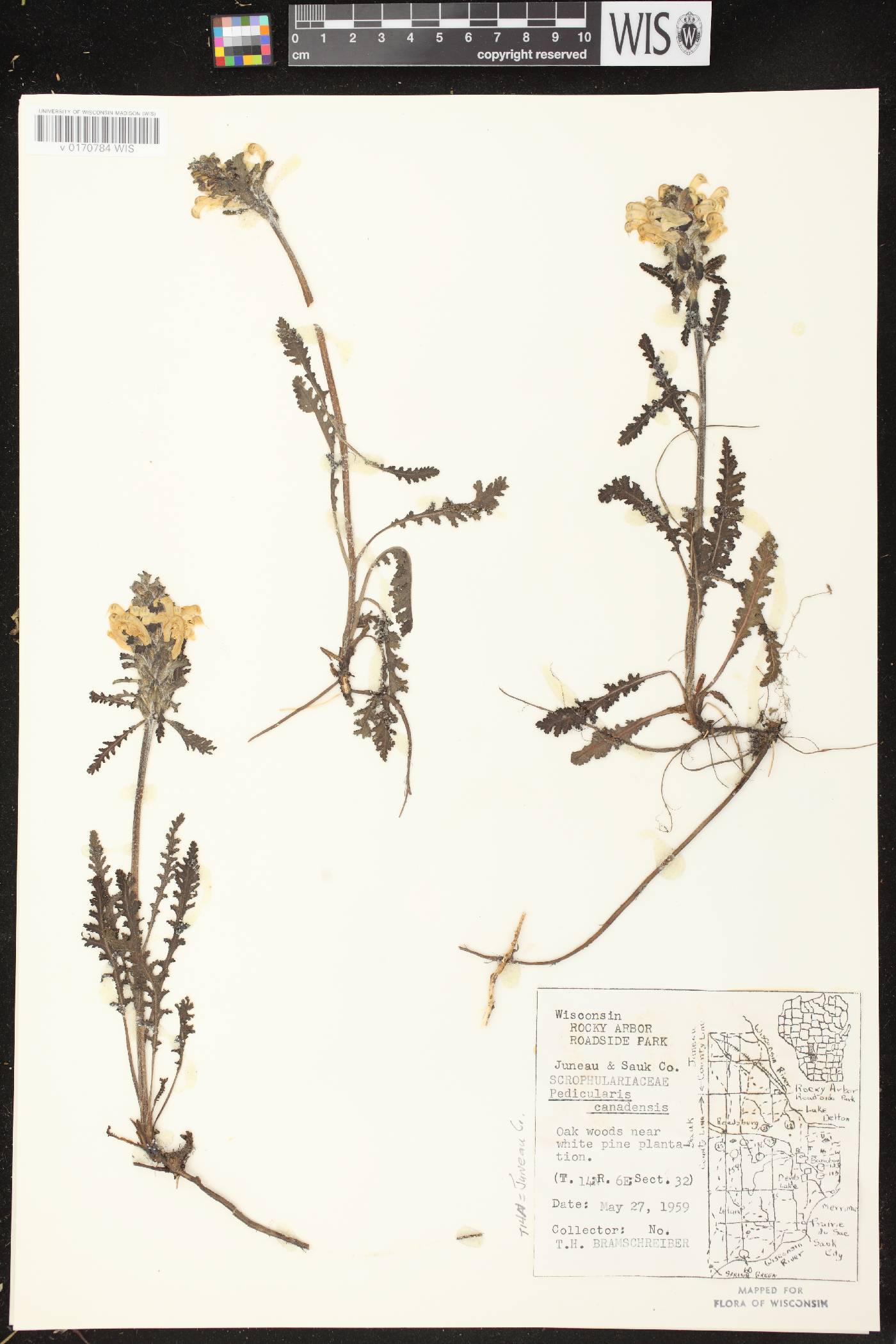 Pedicularis canadensis subsp. canadensis image