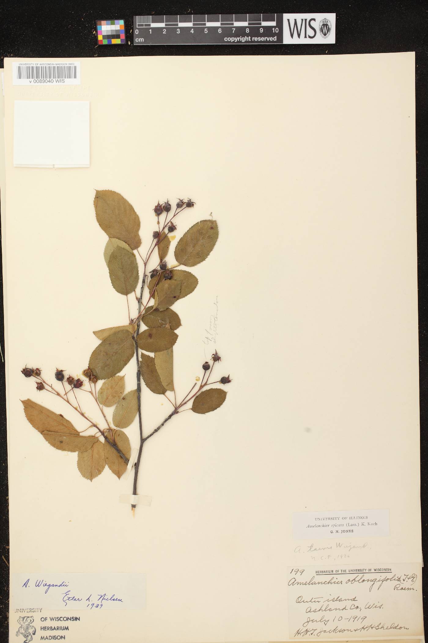 Amelanchier spicata image