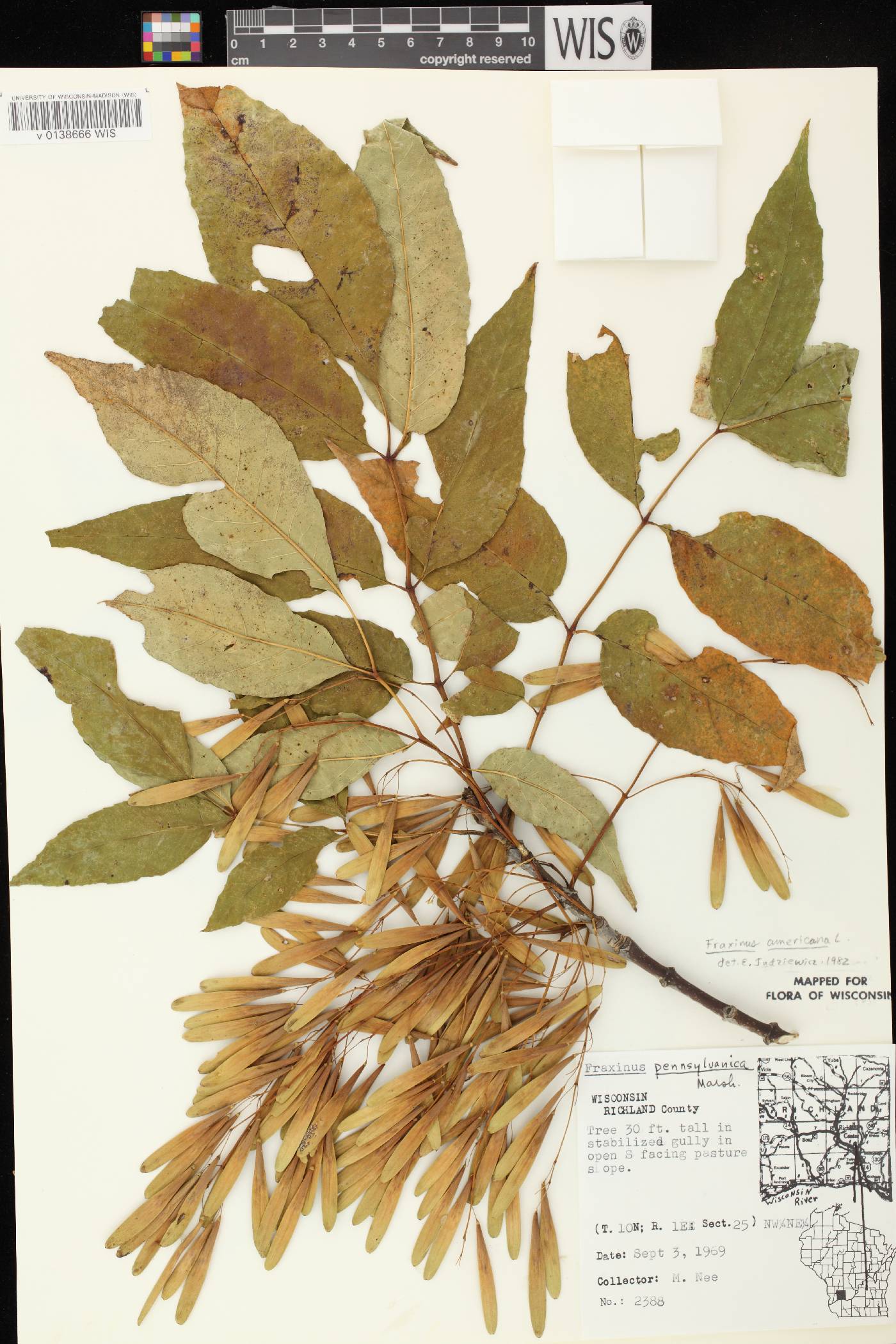 Fraxinus americana image