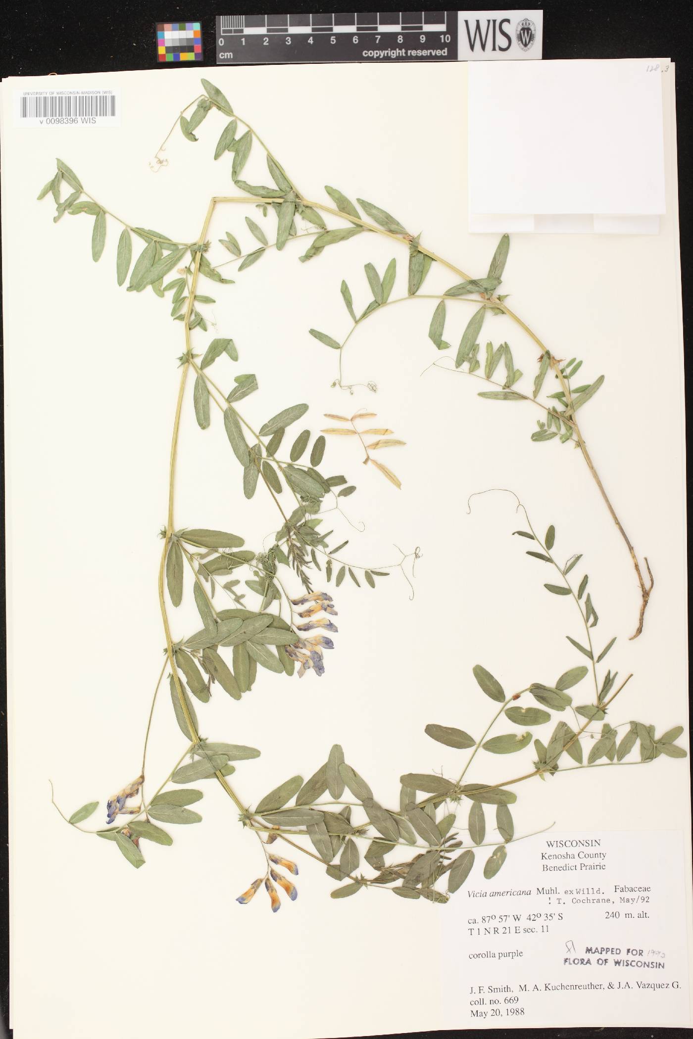 Vicia americana subsp. americana image
