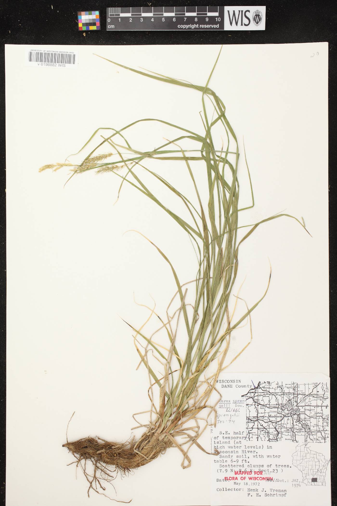 Carex sprengelii image