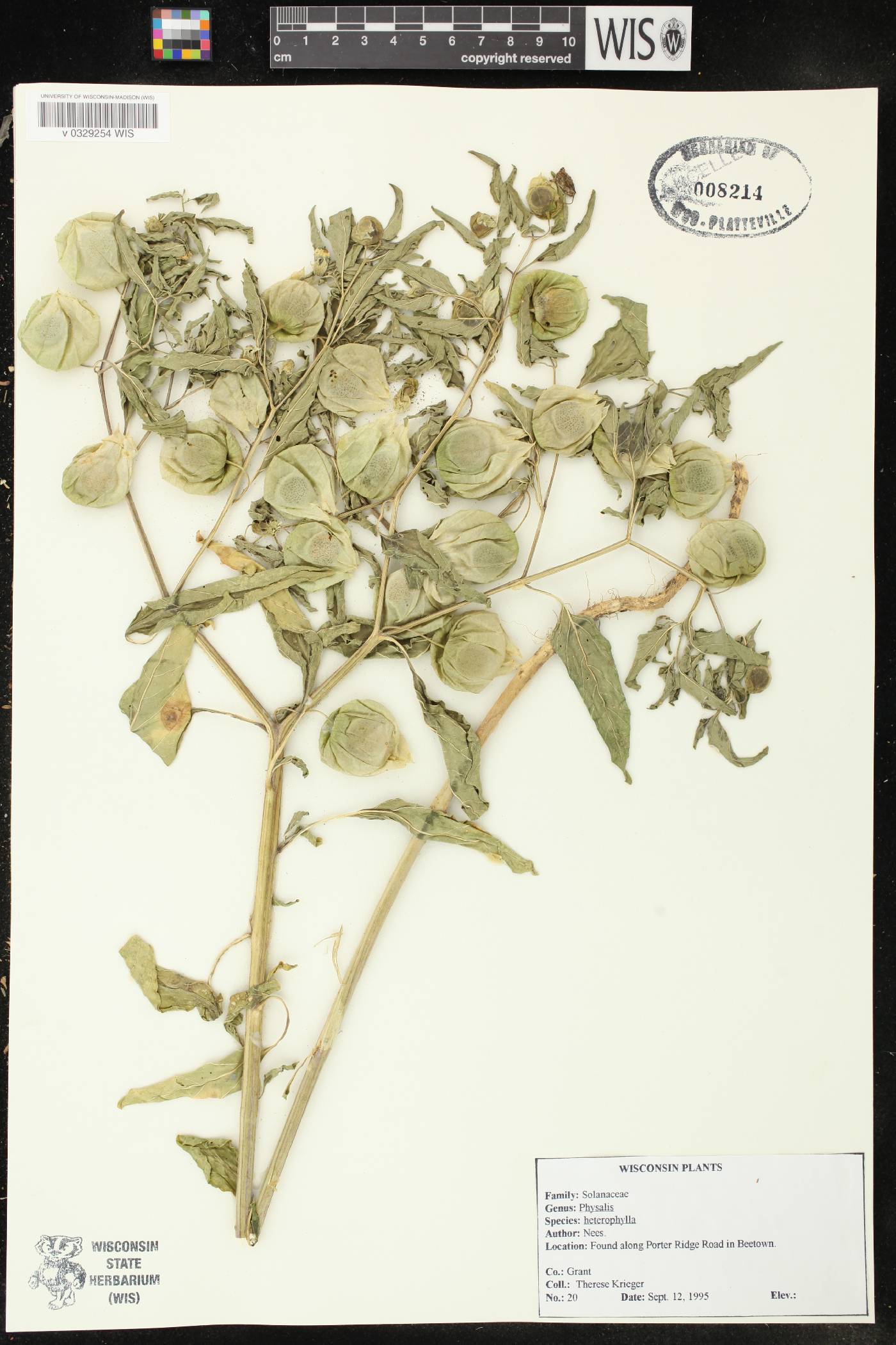 Physalis heterophylla image