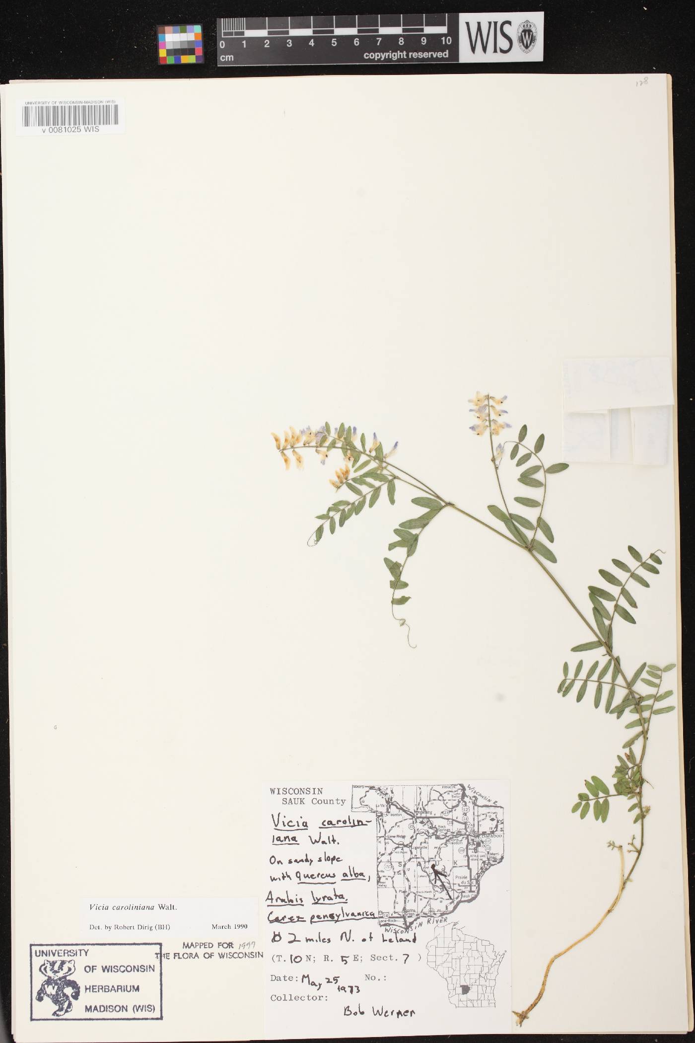 Vicia caroliniana image