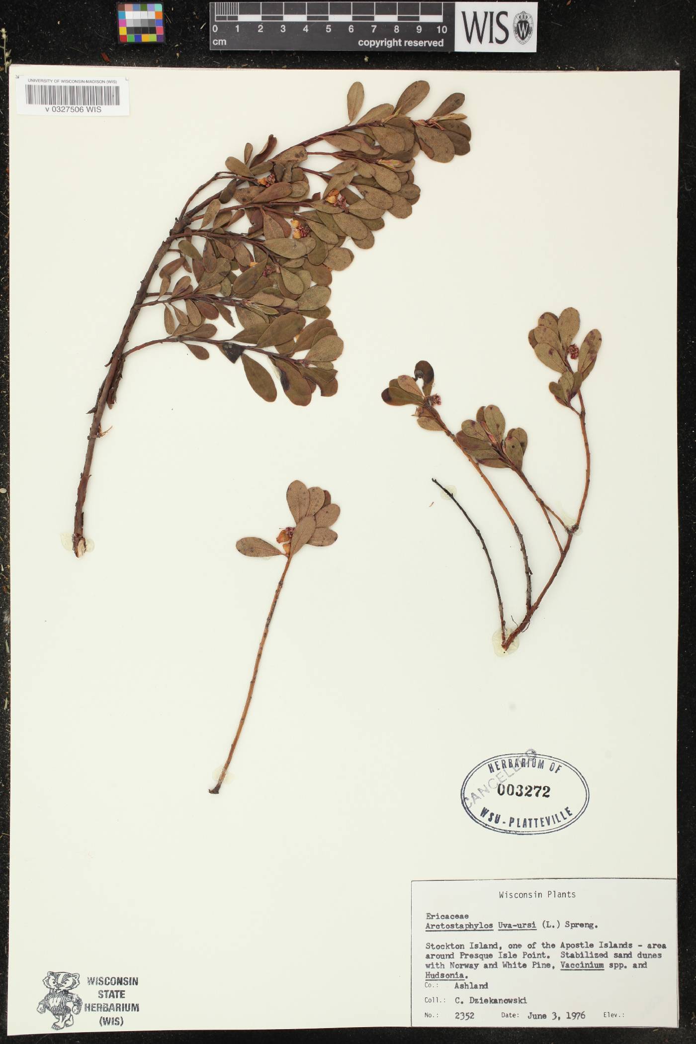 Arctostaphylos uva-ursi image