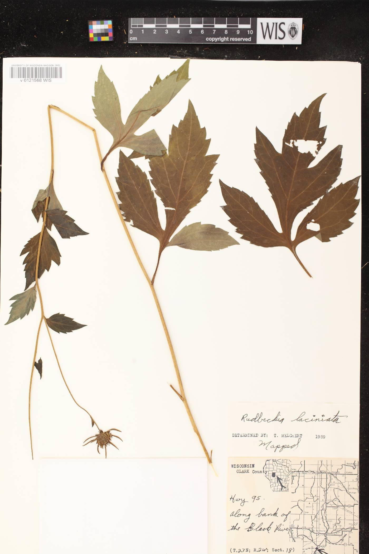 Rudbeckia laciniata image