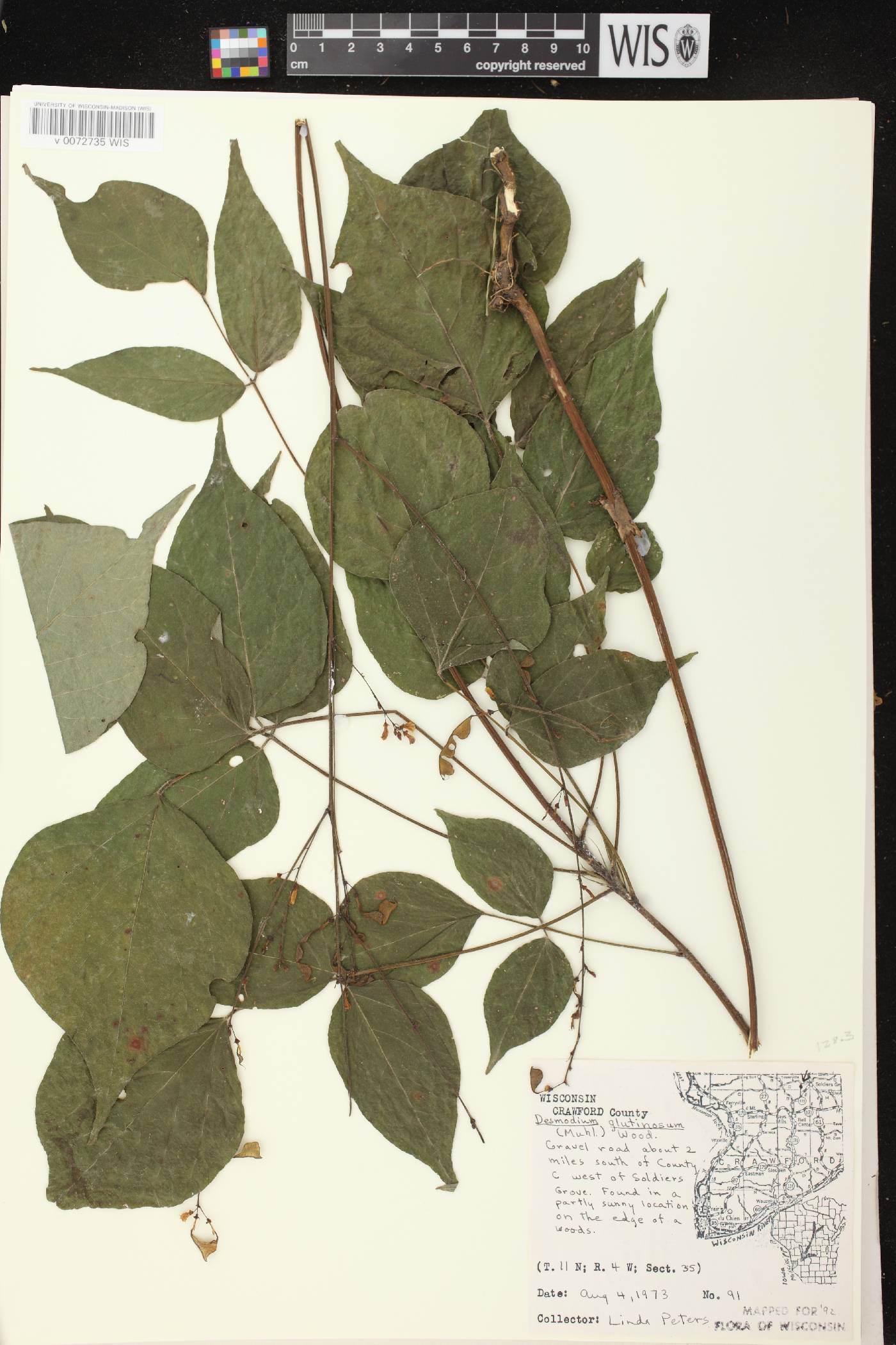 Hylodesmum glutinosum image