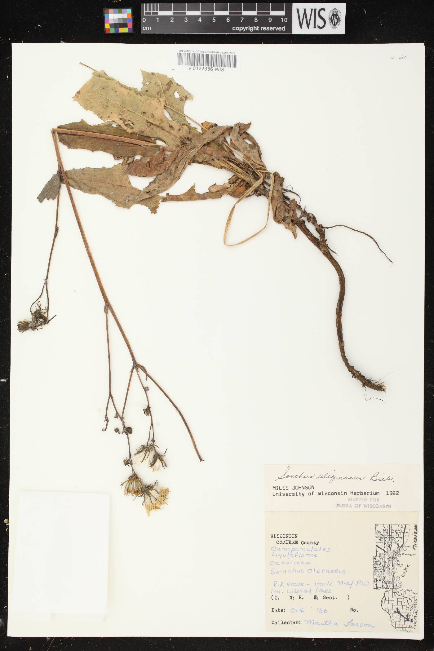 Sonchus arvensis image