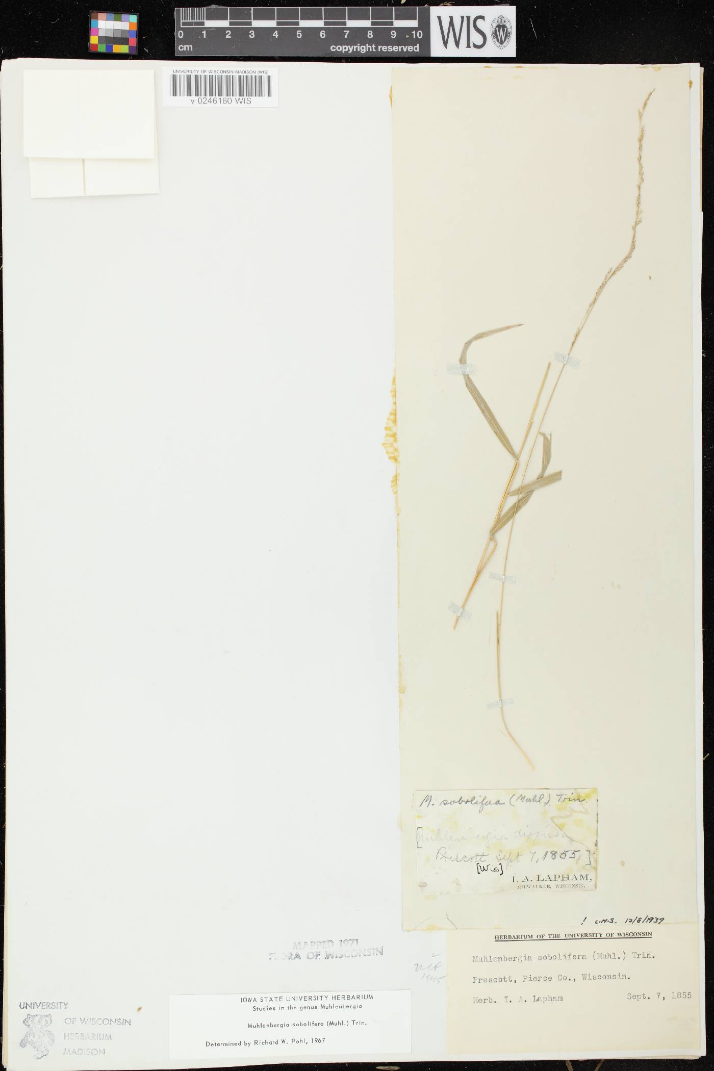 Muhlenbergia sobolifera image