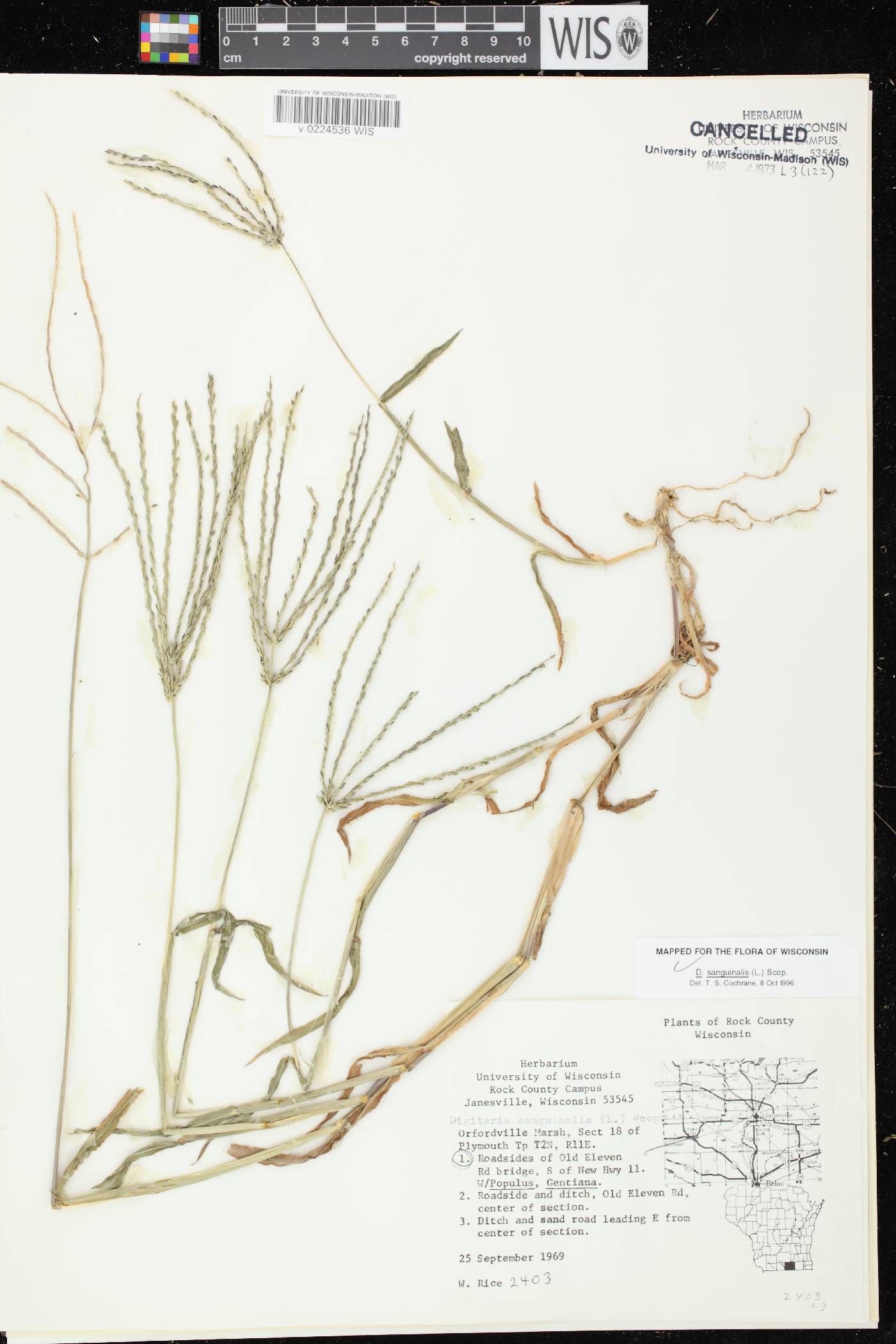Digitaria sanguinalis image