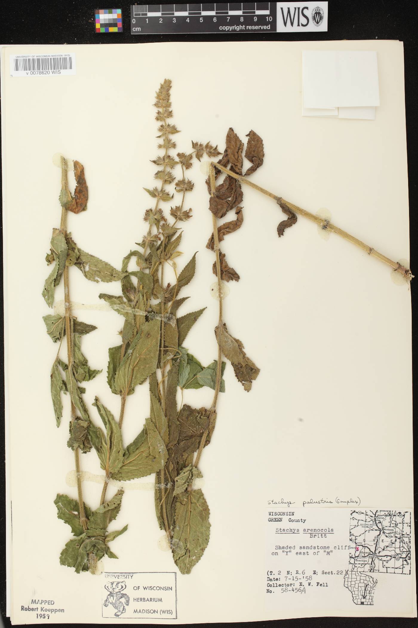 Stachys palustris image