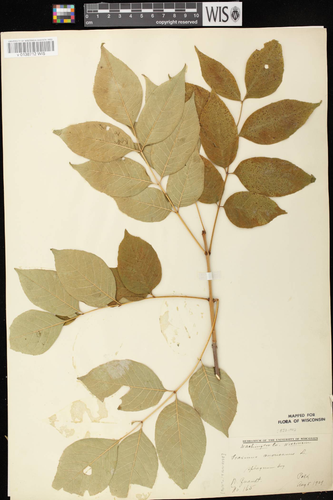 Fraxinus americana image
