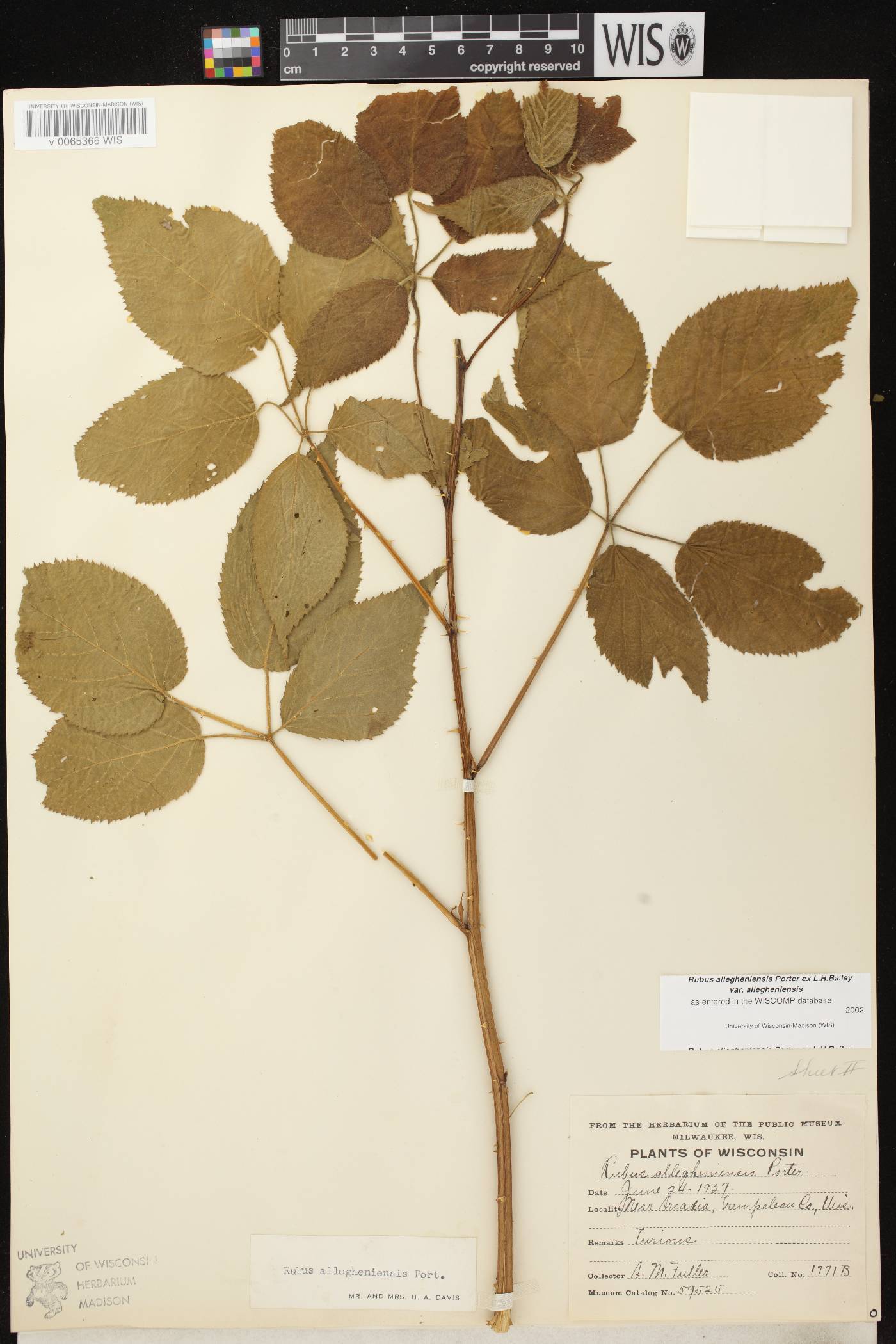 Rubus allegheniensis image