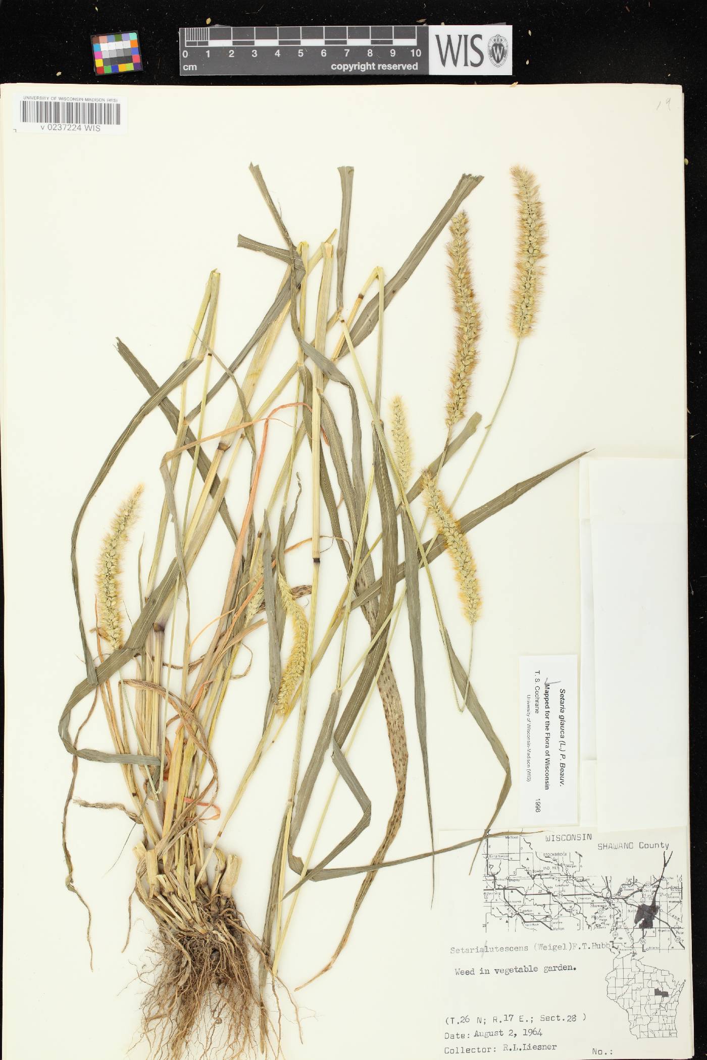 Setaria pumila subsp. pumila image