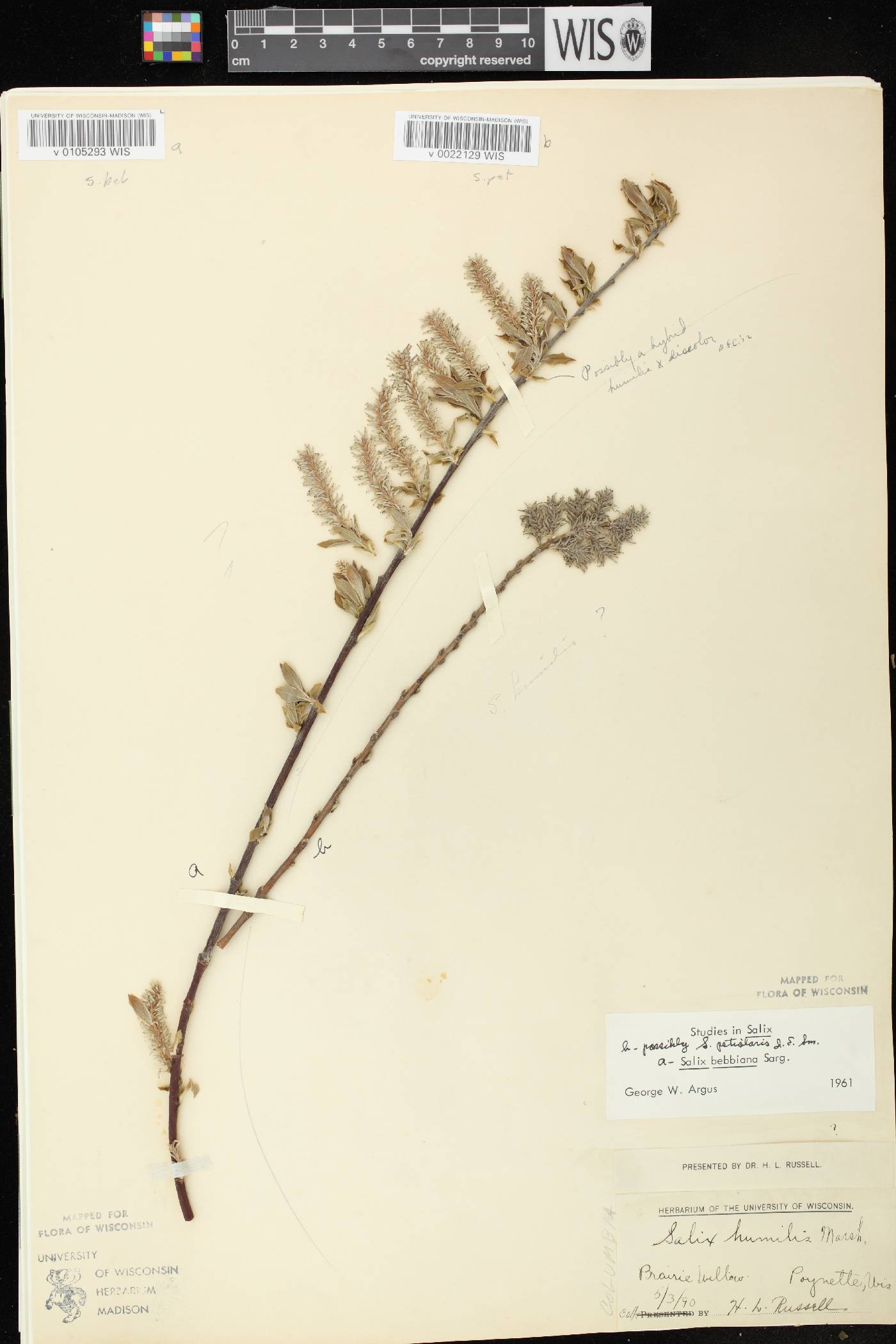 Salix petiolaris image