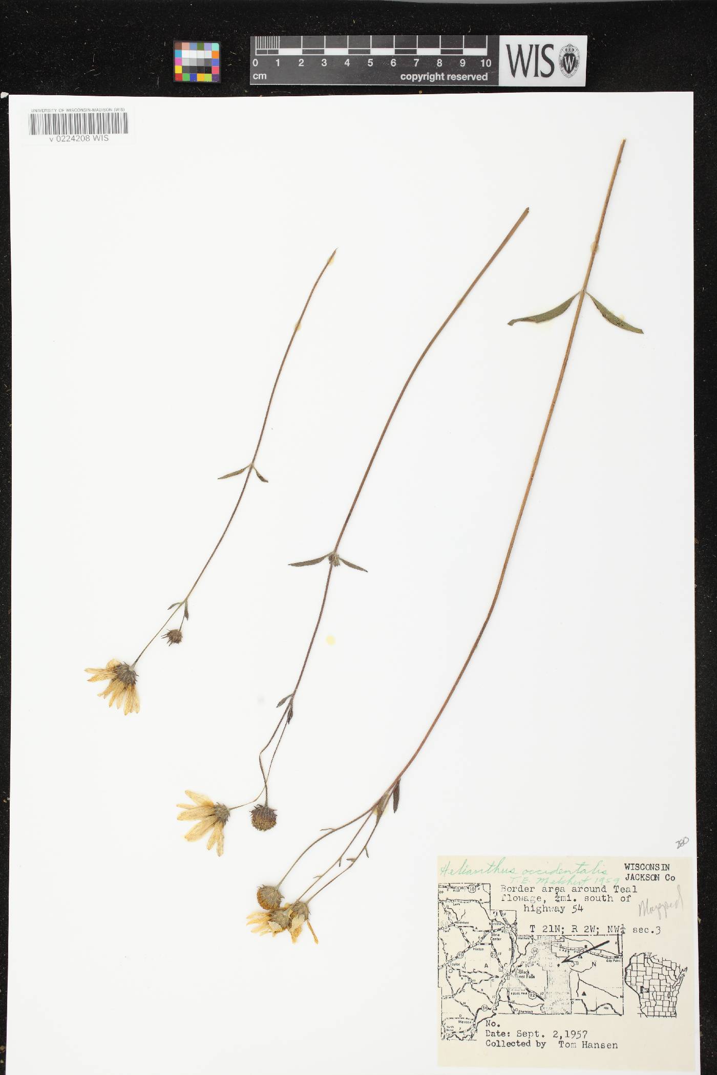 Helianthus occidentalis subsp. occidentalis image