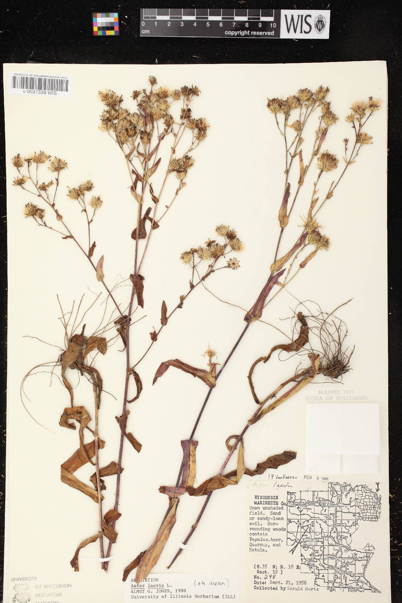 Symphyotrichum laeve var. laeve image