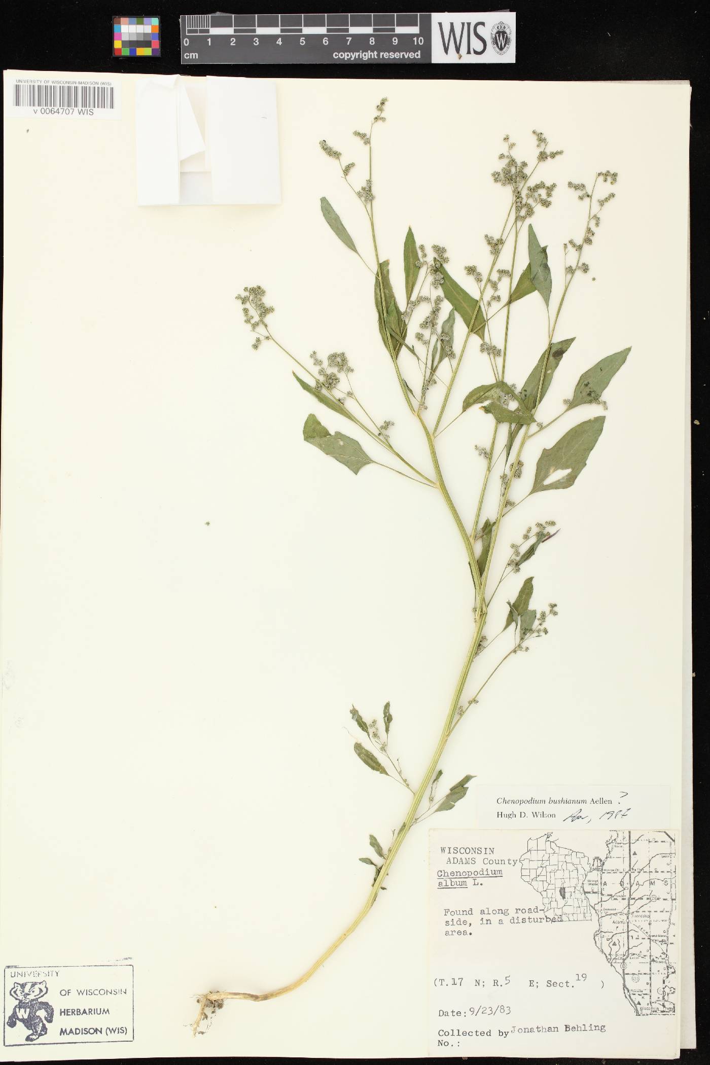Chenopodium berlandieri image