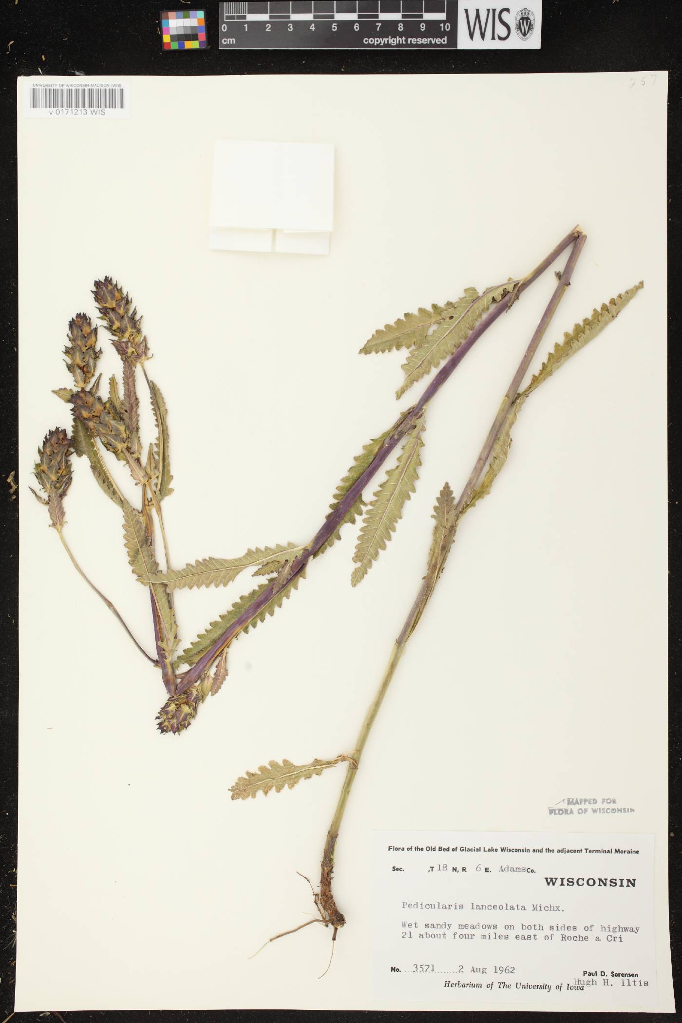 Pedicularis lanceolata image