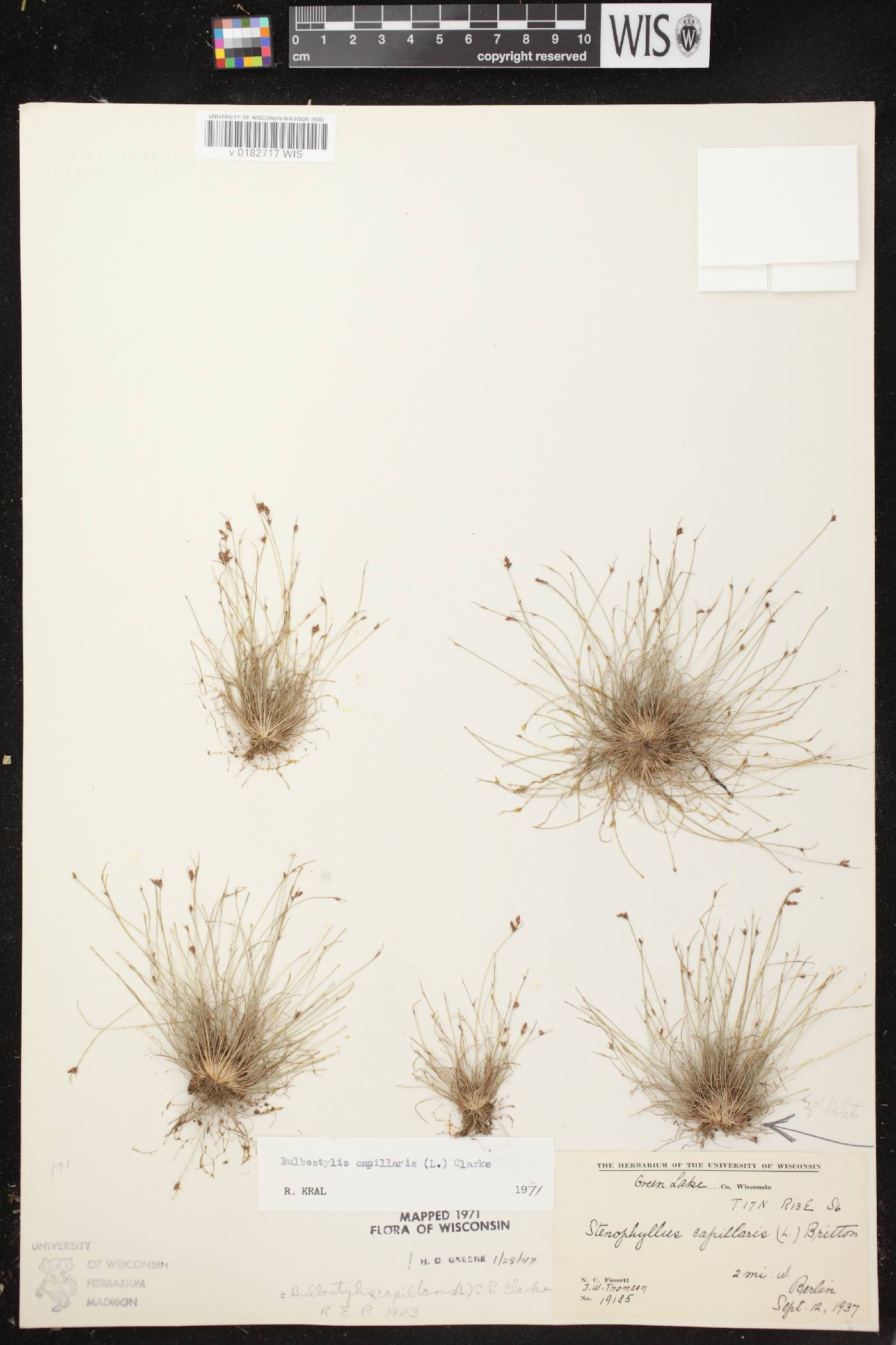 Bulbostylis capillaris image