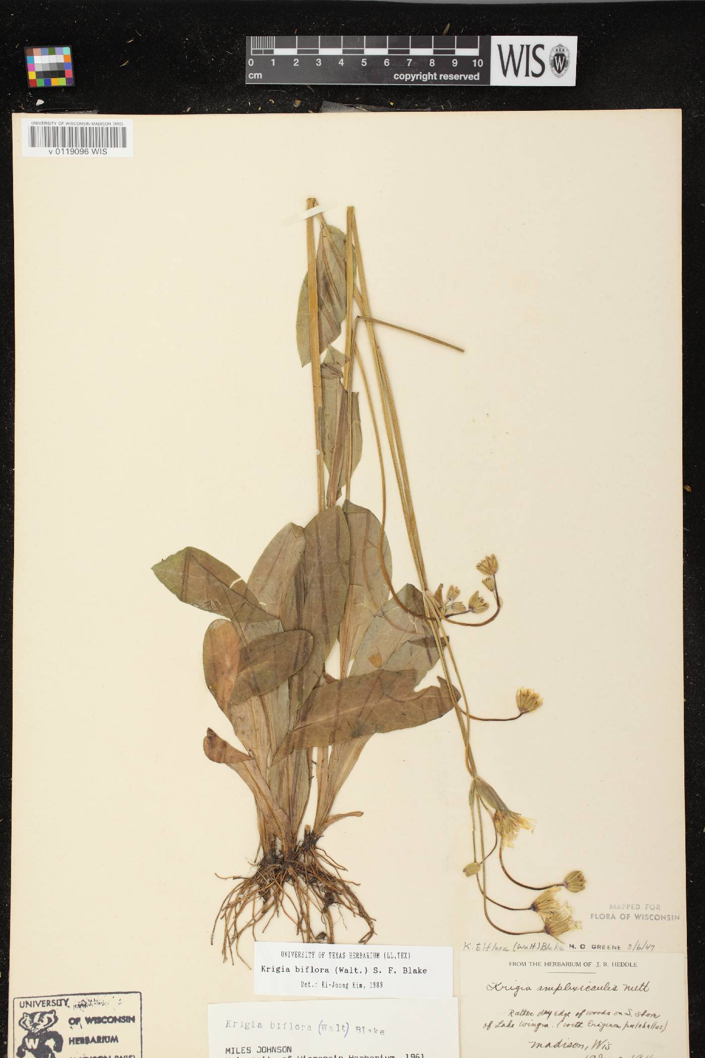 Krigia biflora image