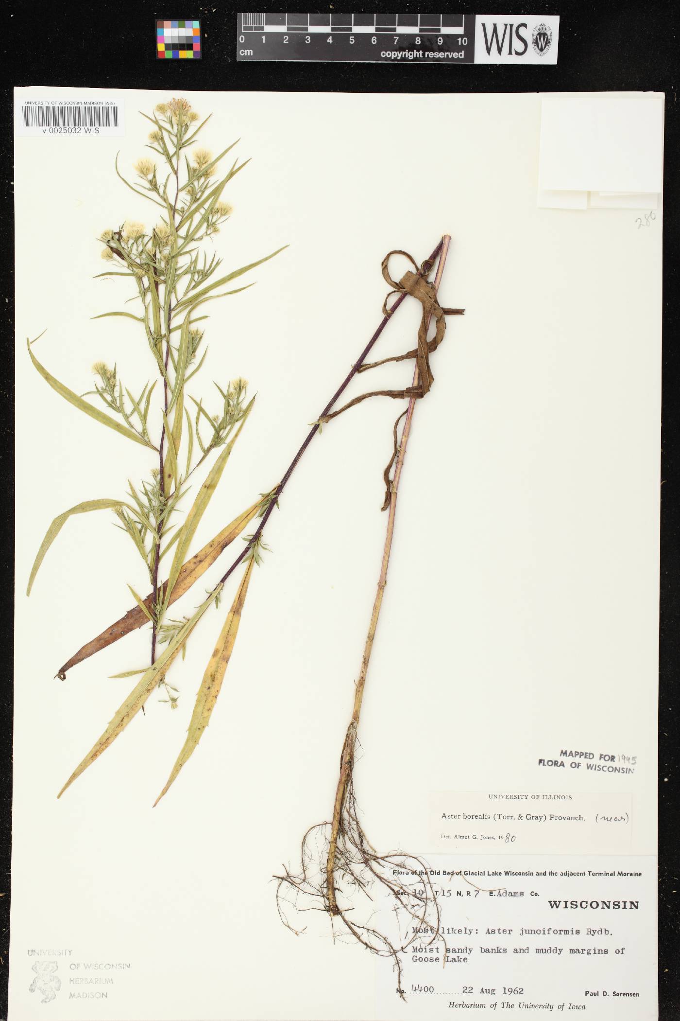 Symphyotrichum boreale image
