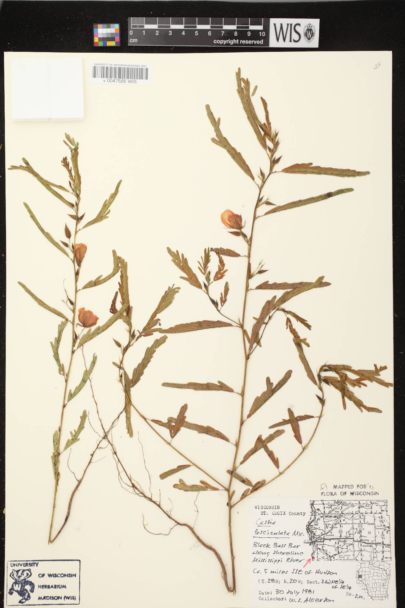 Chamaecrista fasciculata image