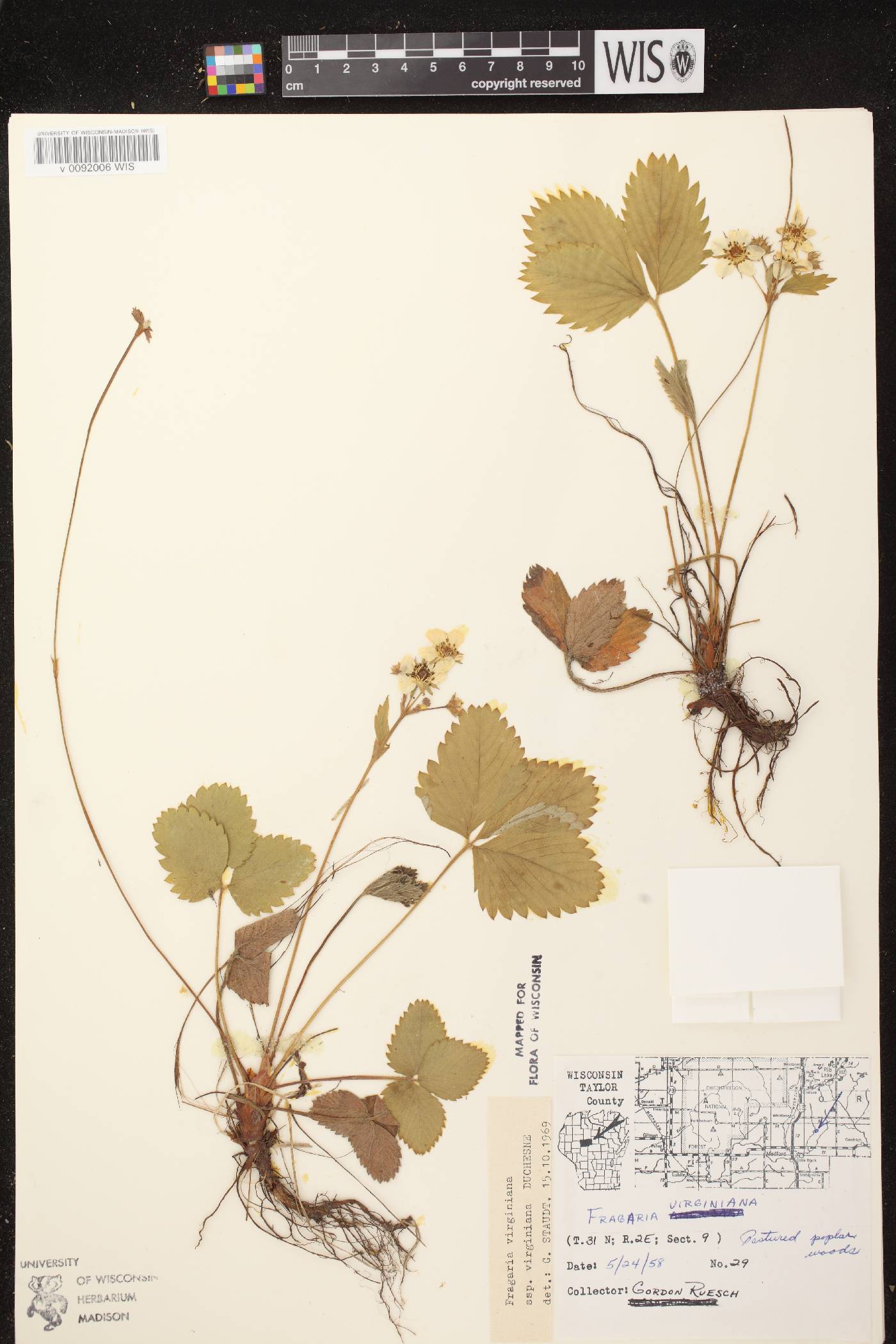 Fragaria virginiana image
