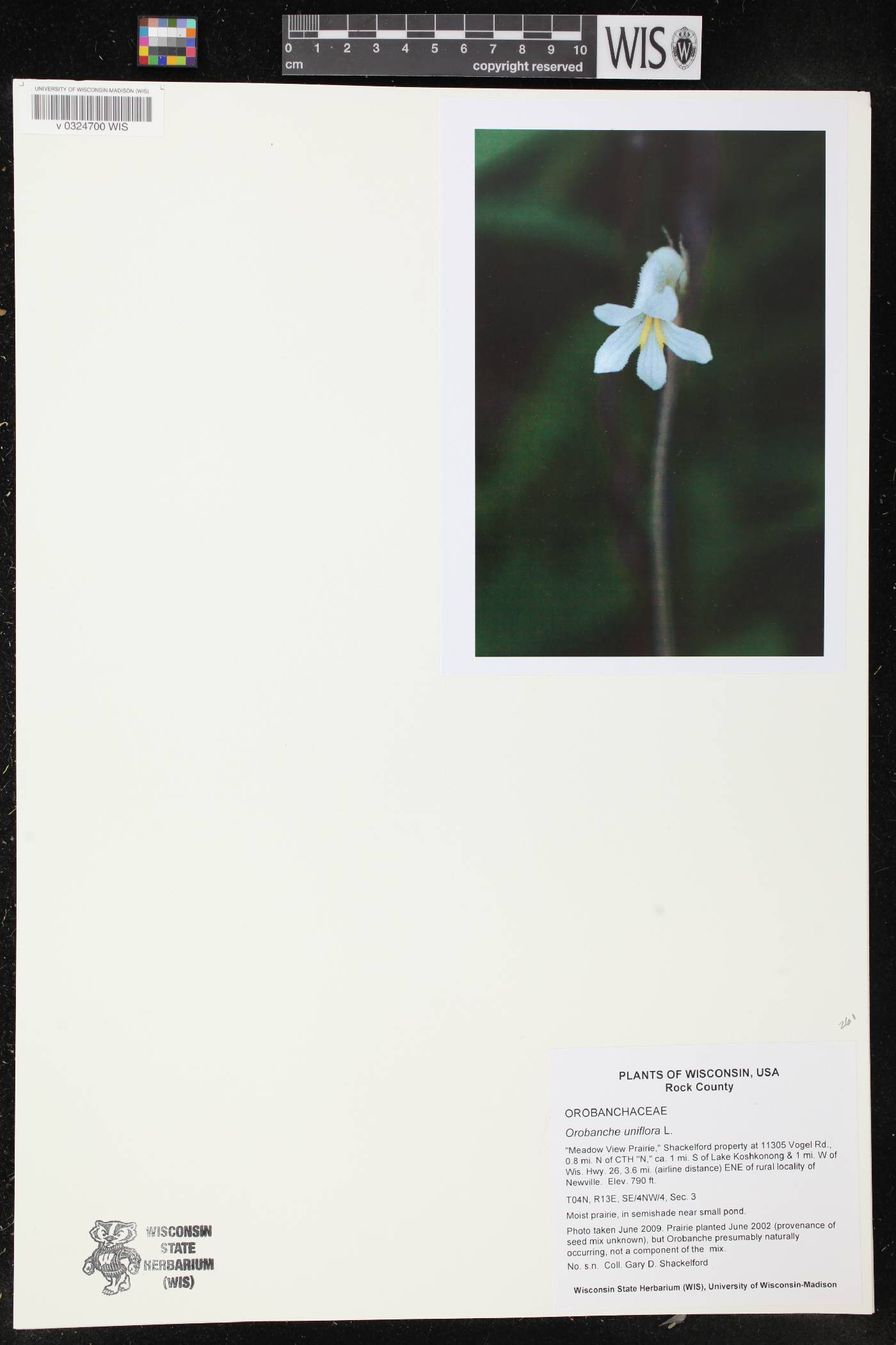 Orobanche uniflora image