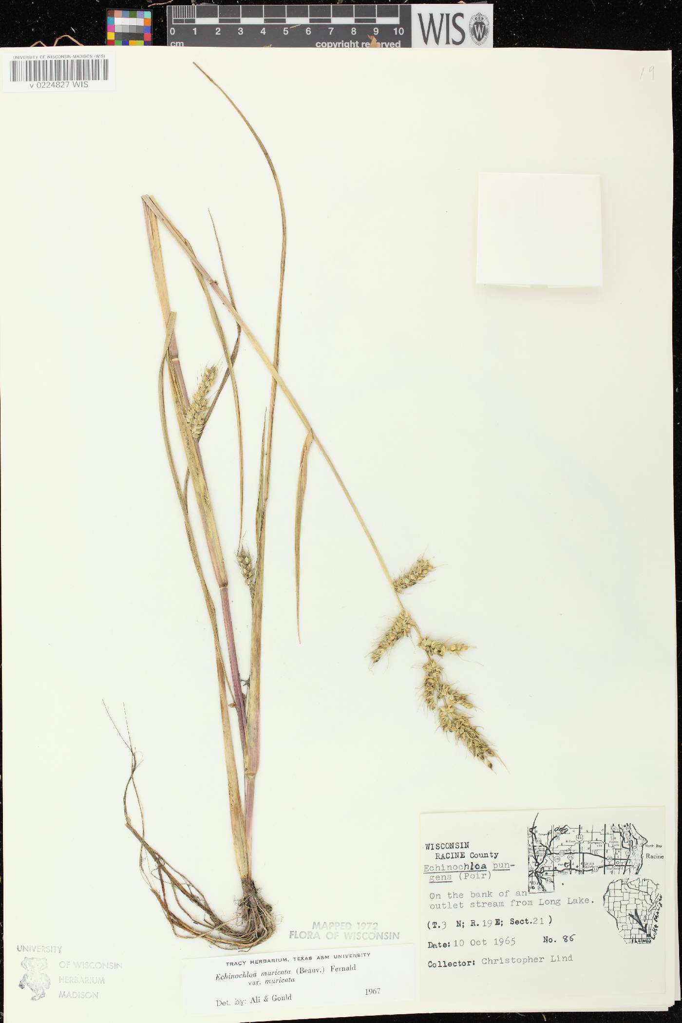 Echinochloa muricata var. muricata image