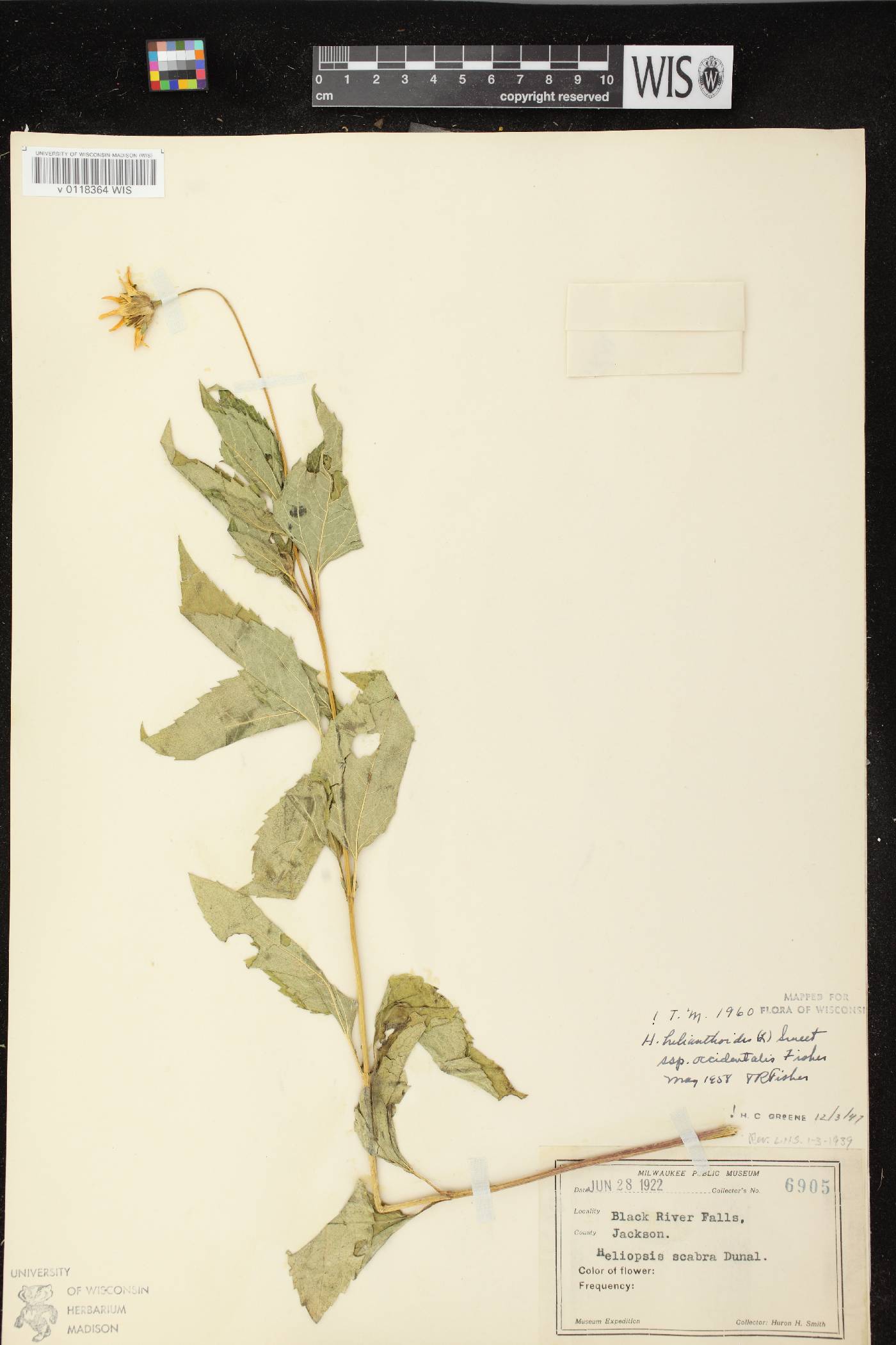 Heliopsis helianthoides image