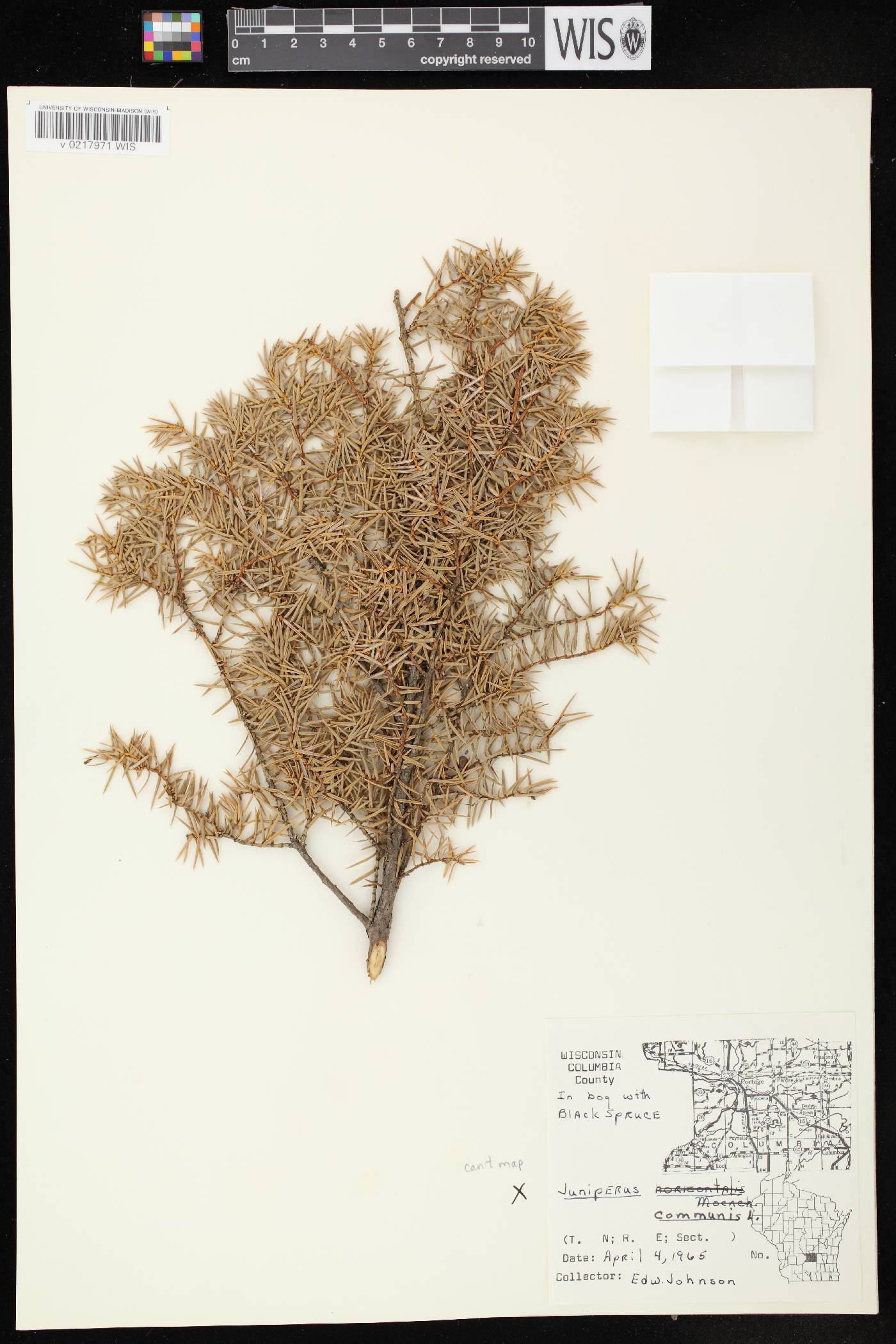Juniperus communis image