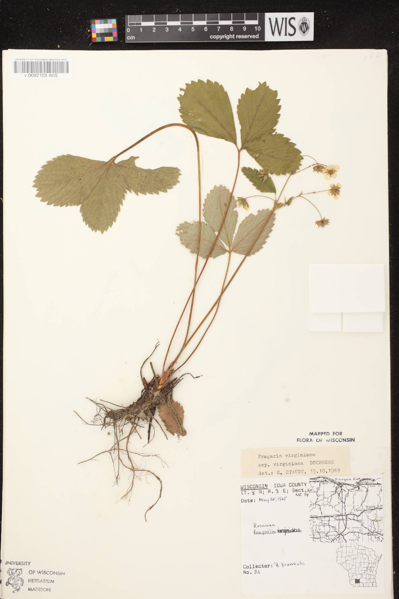 Fragaria virginiana image