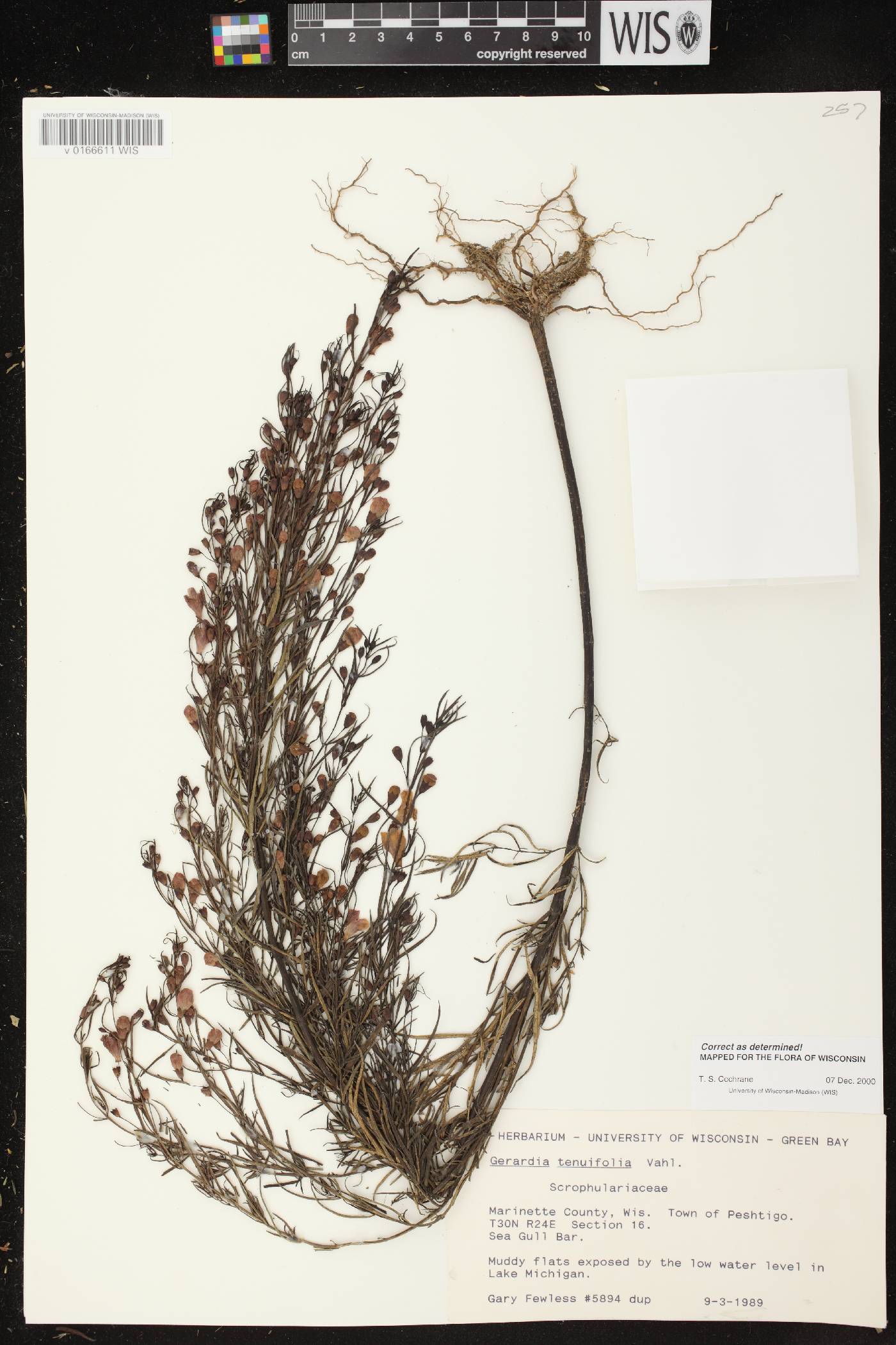 Agalinis tenuifolia image