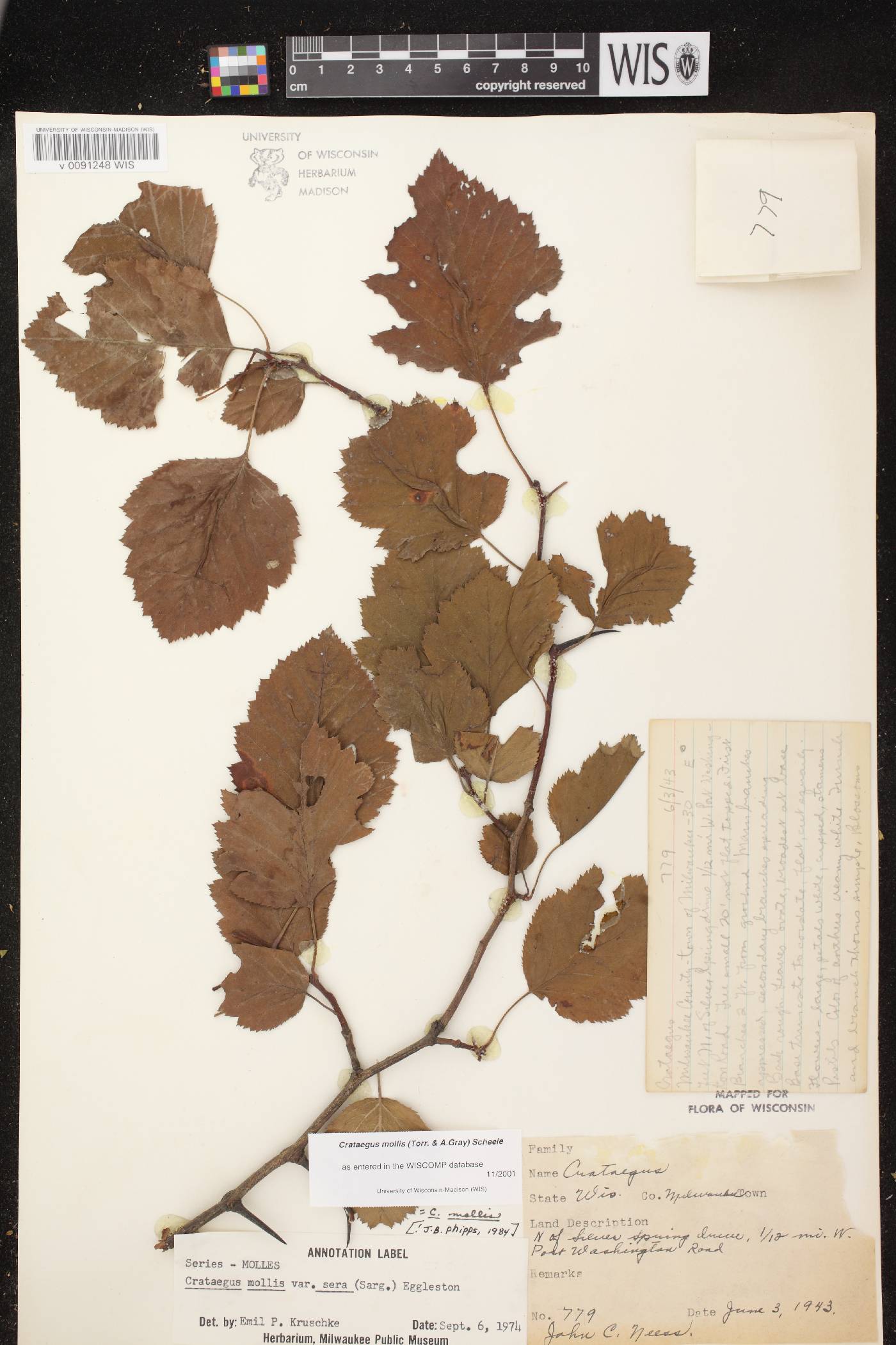 Crataegus mollis image