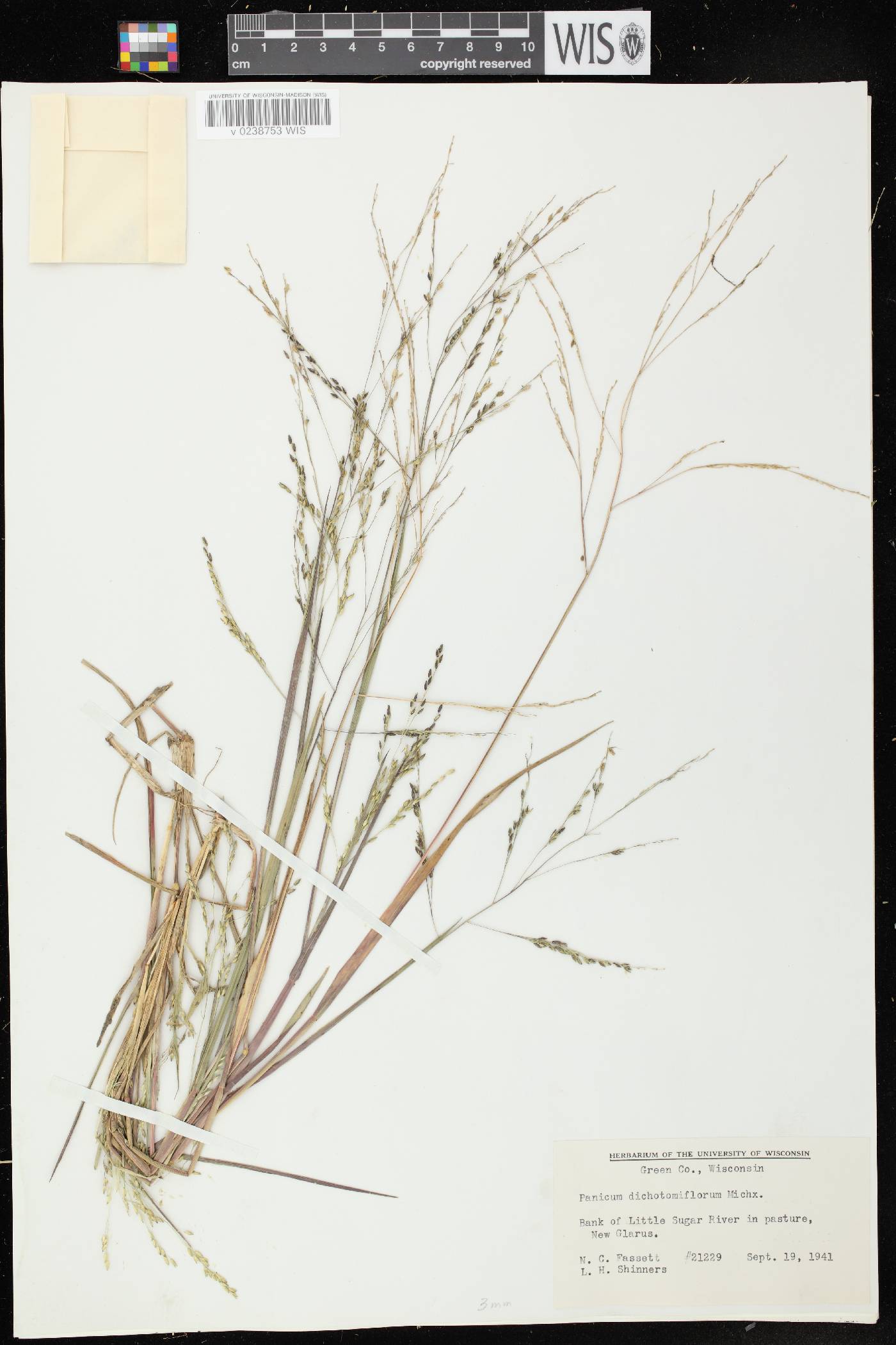 Panicum dichotomiflorum subsp. dichotomiflorum image