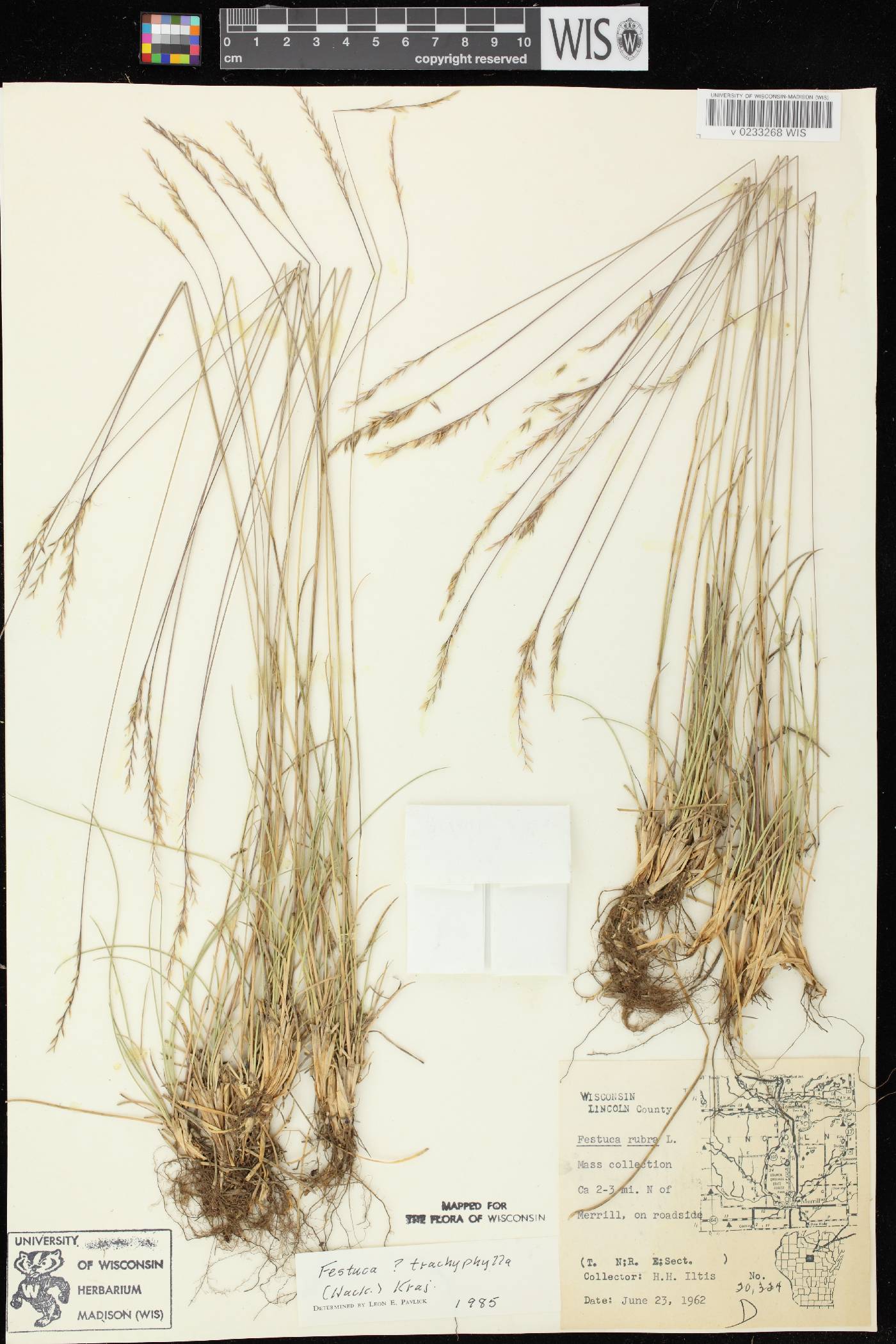 Festuca trachyphylla image