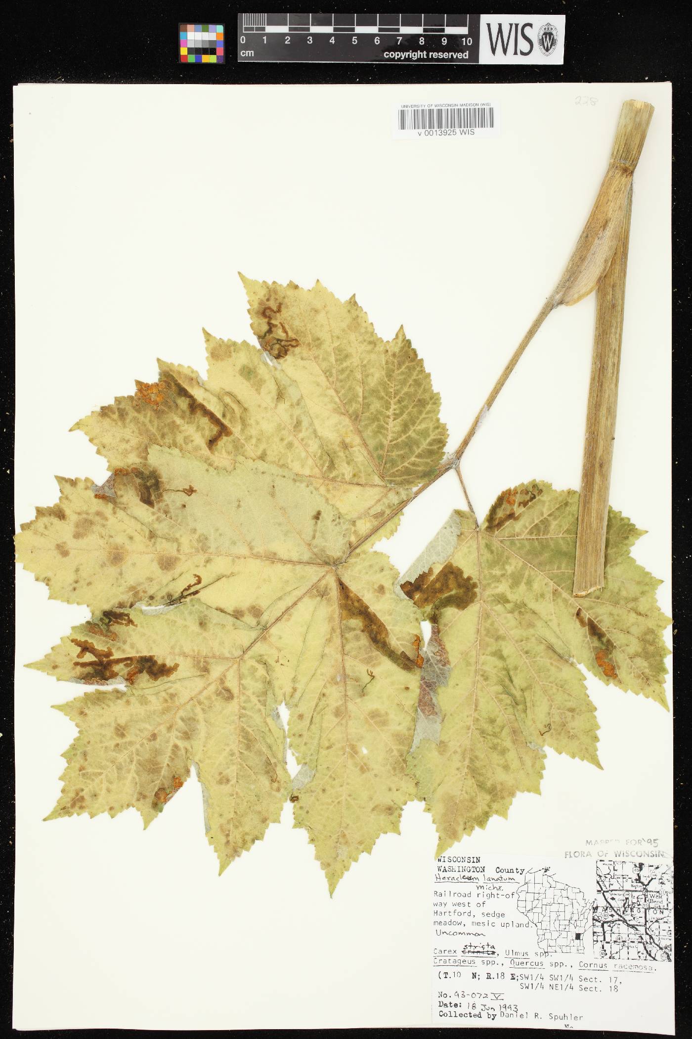 Heracleum maximum image