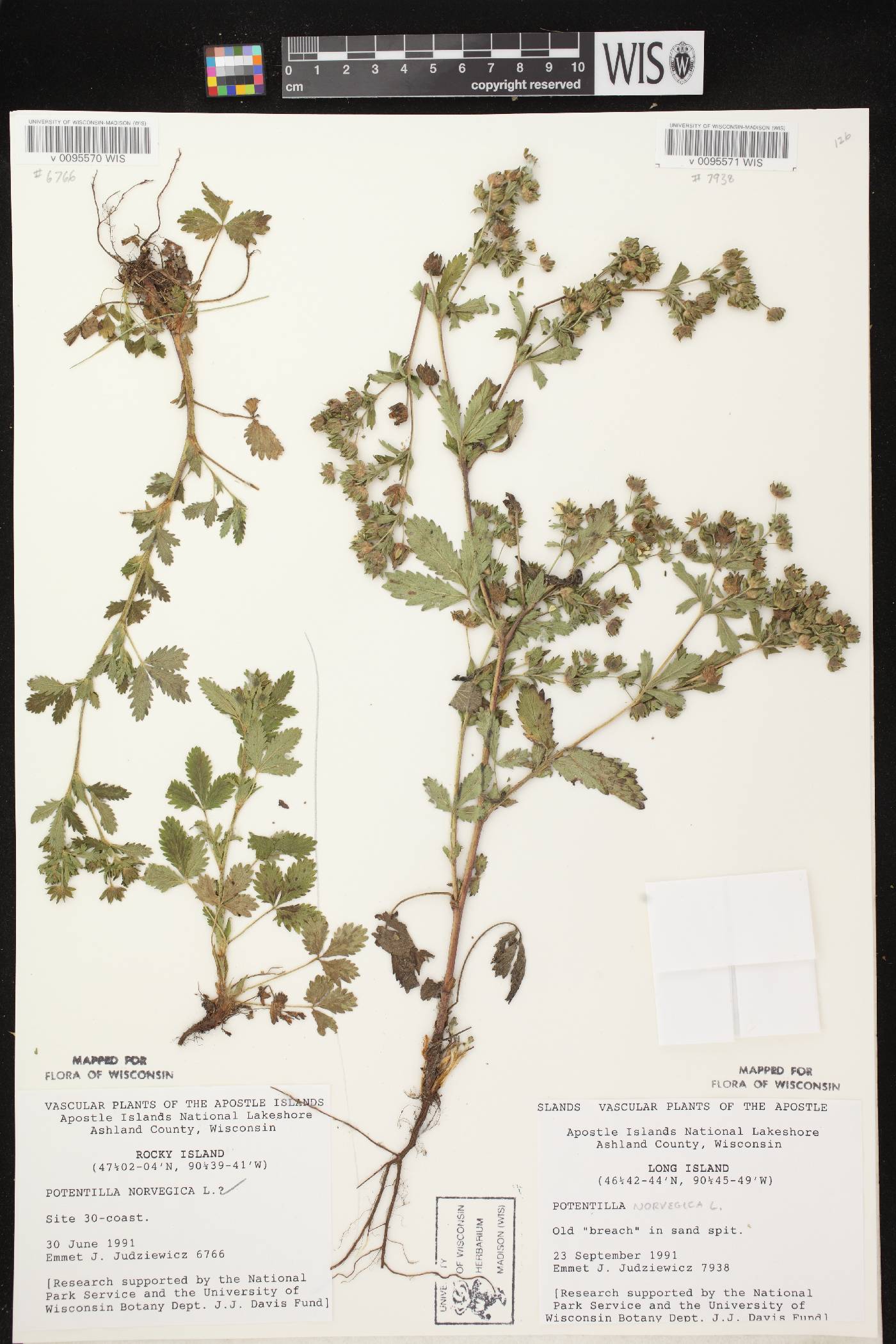 Potentilla norvegica image