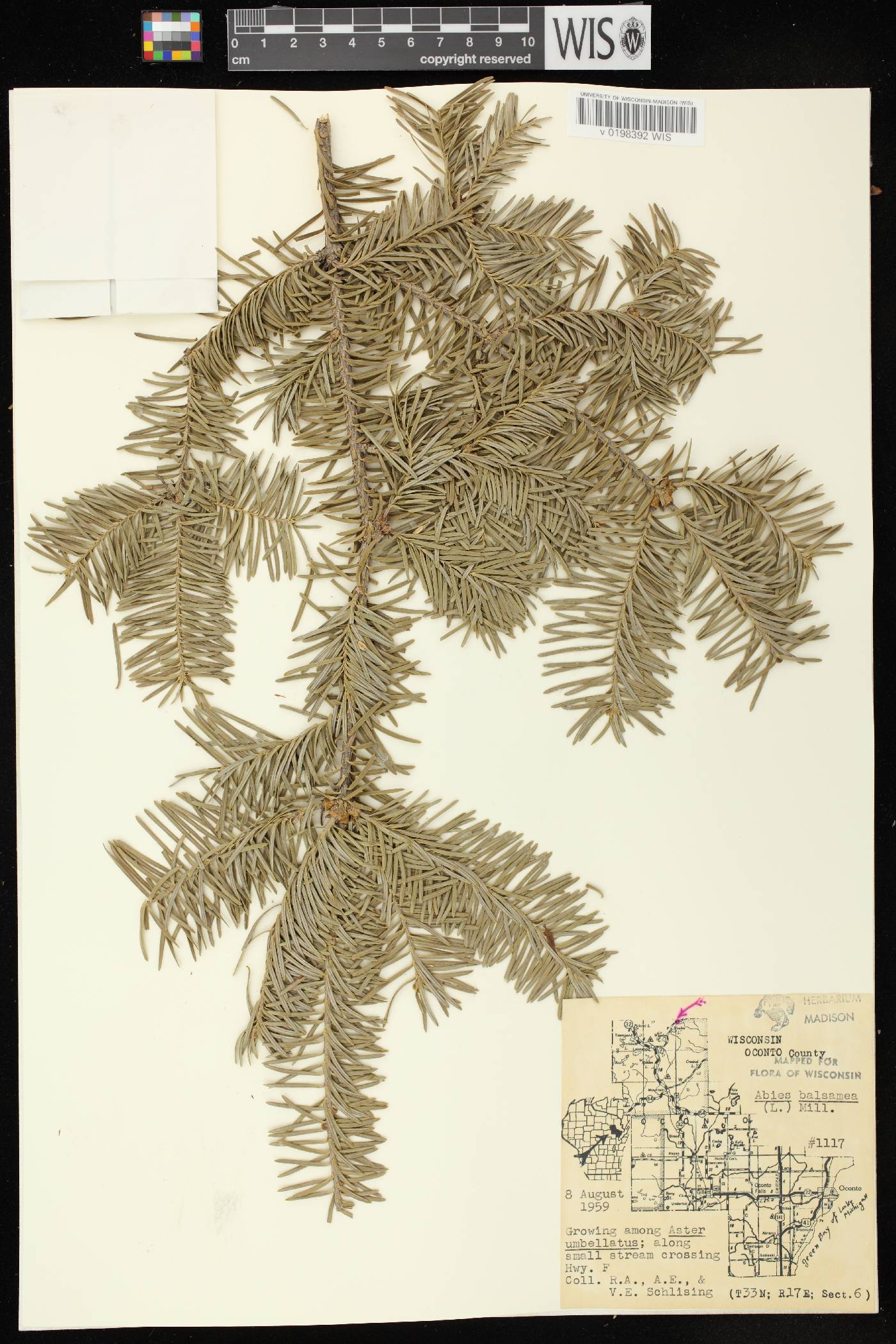 Abies balsamea image