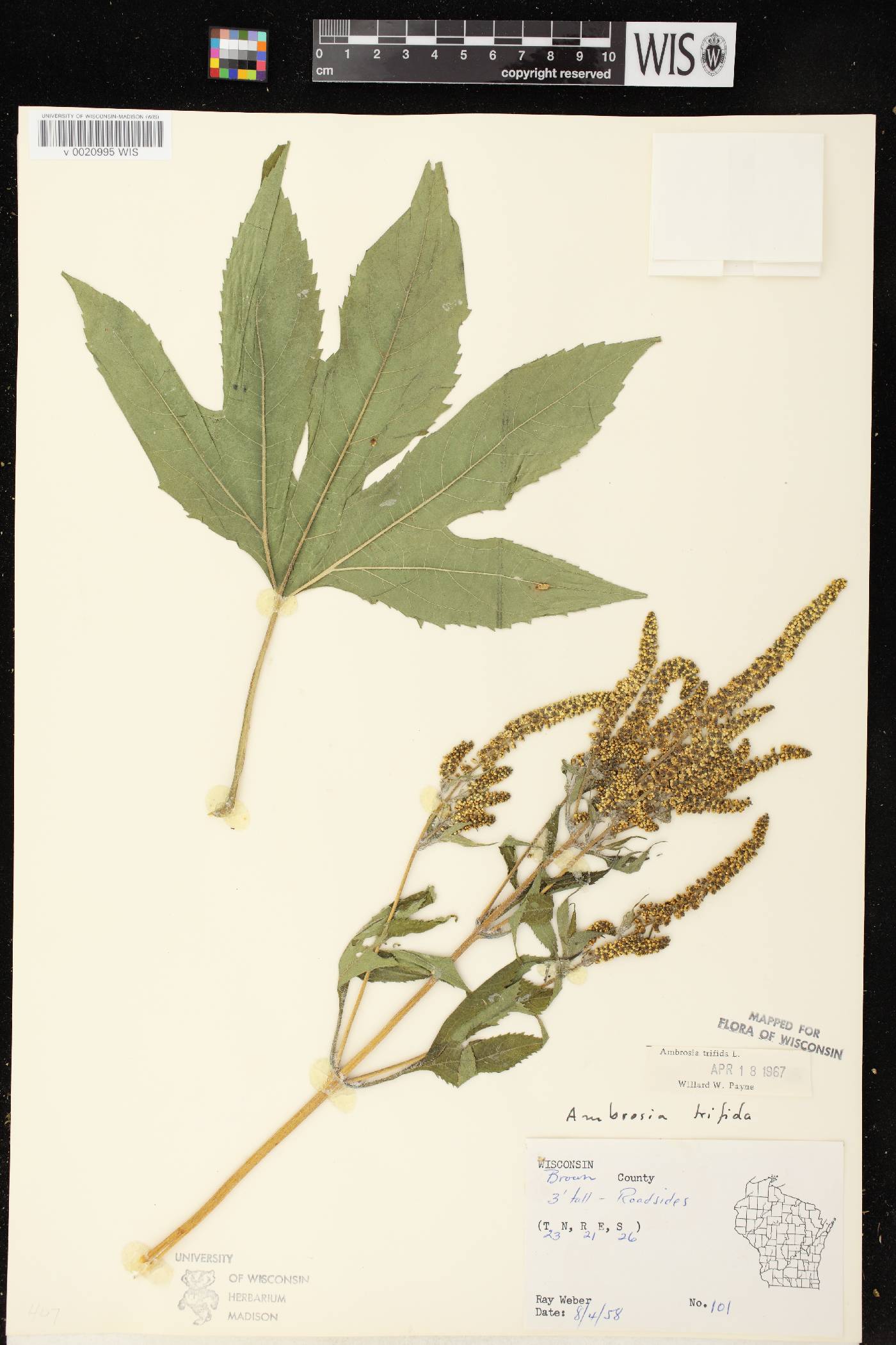 Ambrosia trifida image
