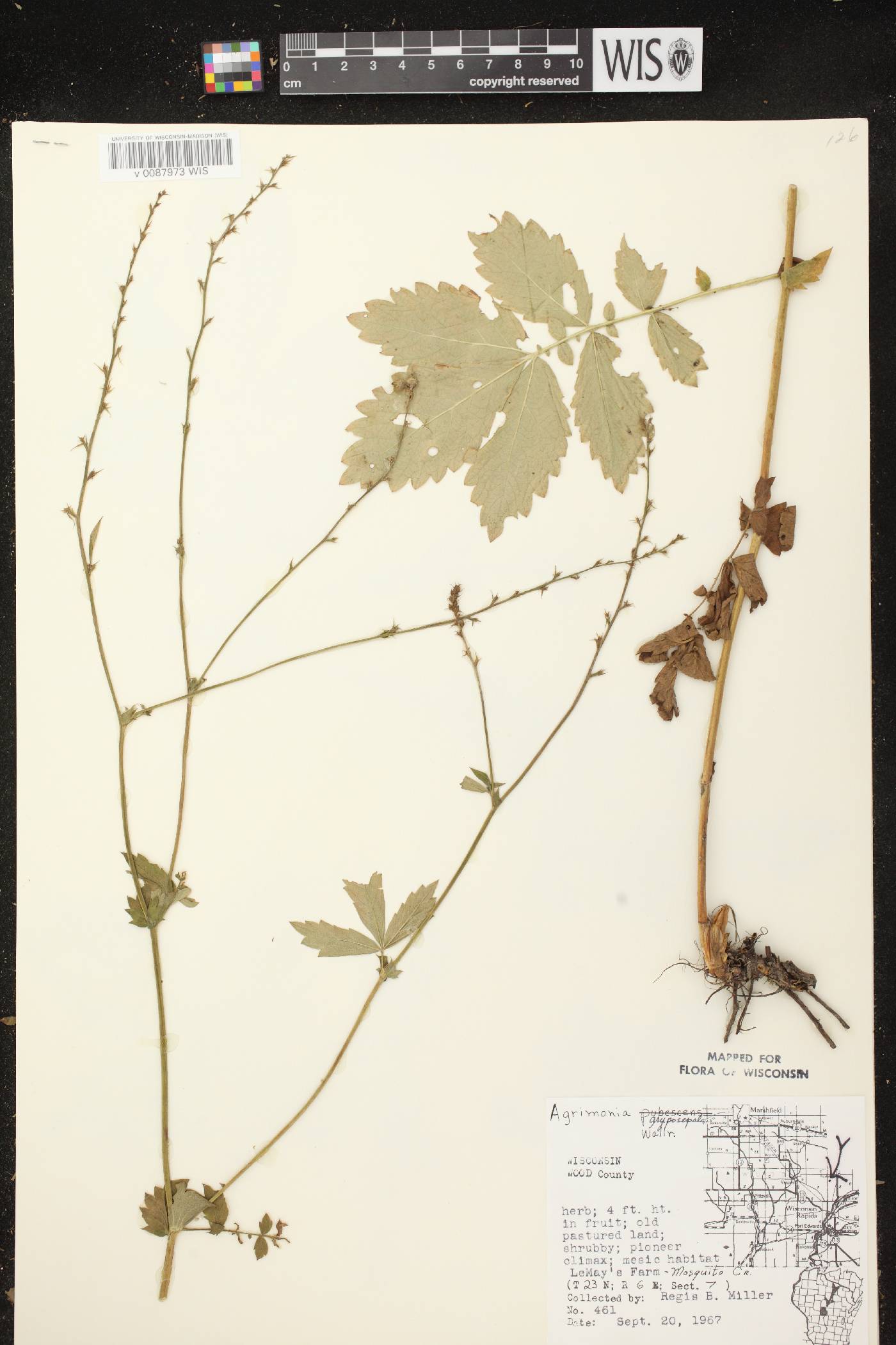 Agrimonia gryposepala image