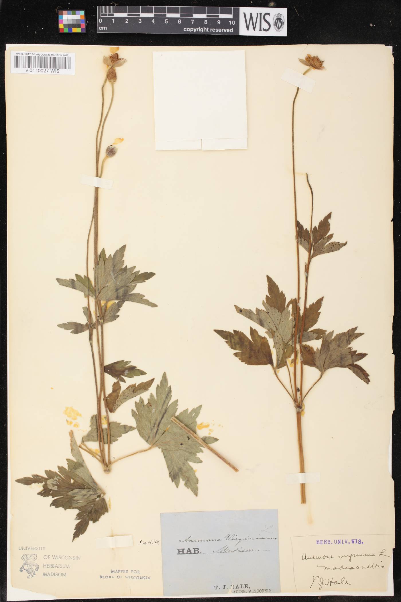 Anemone virginiana image