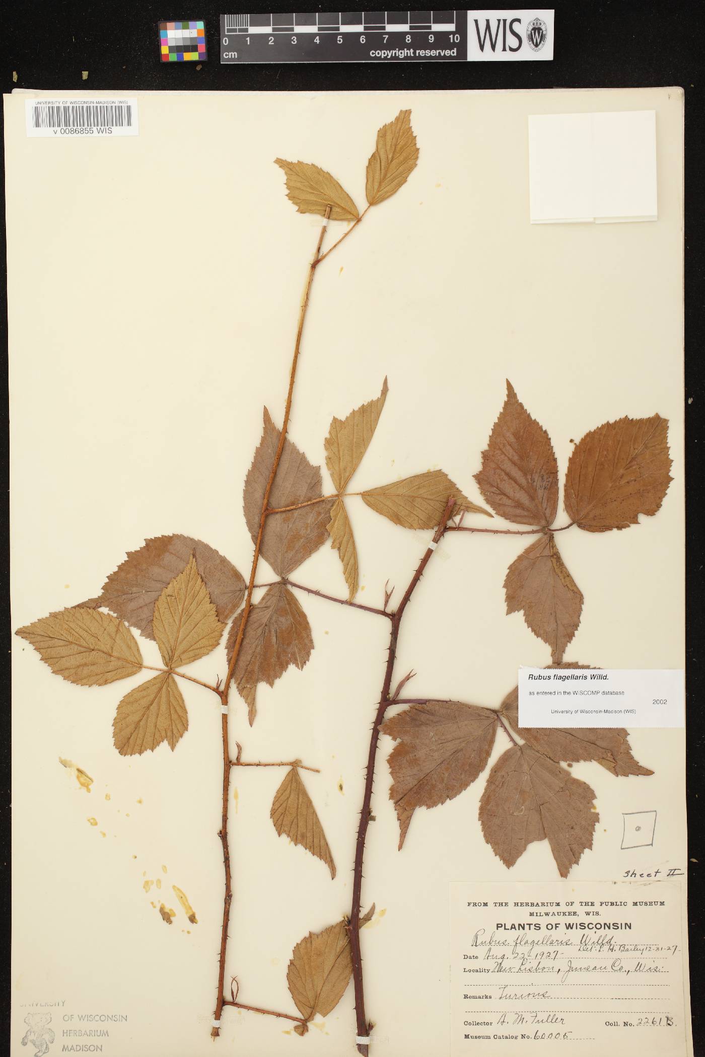 Rubus flagellaris image